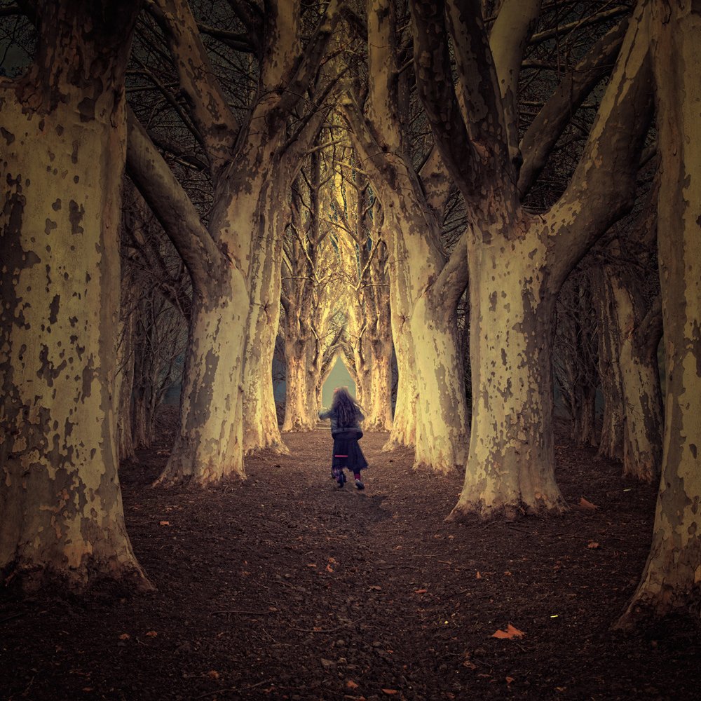 mist, forest, girl, light, tree, running, fallow, bycicling, Caras Ionut