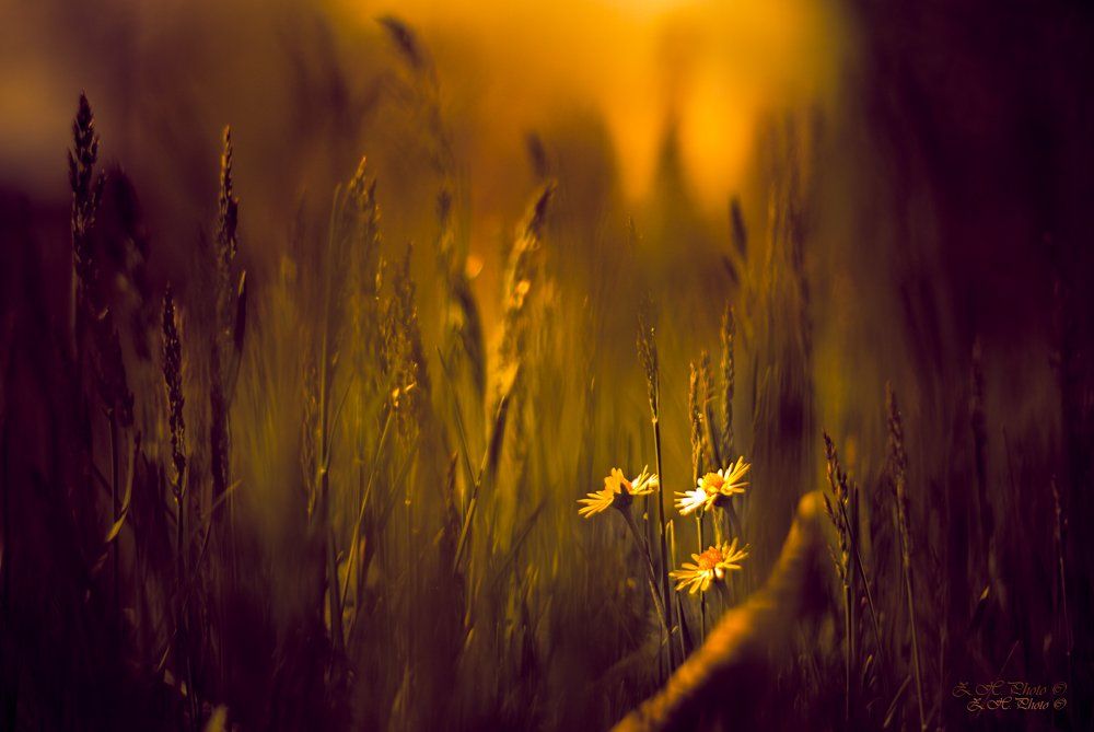 tall, grass, flowers, guardians, golden, tone, Zdravko