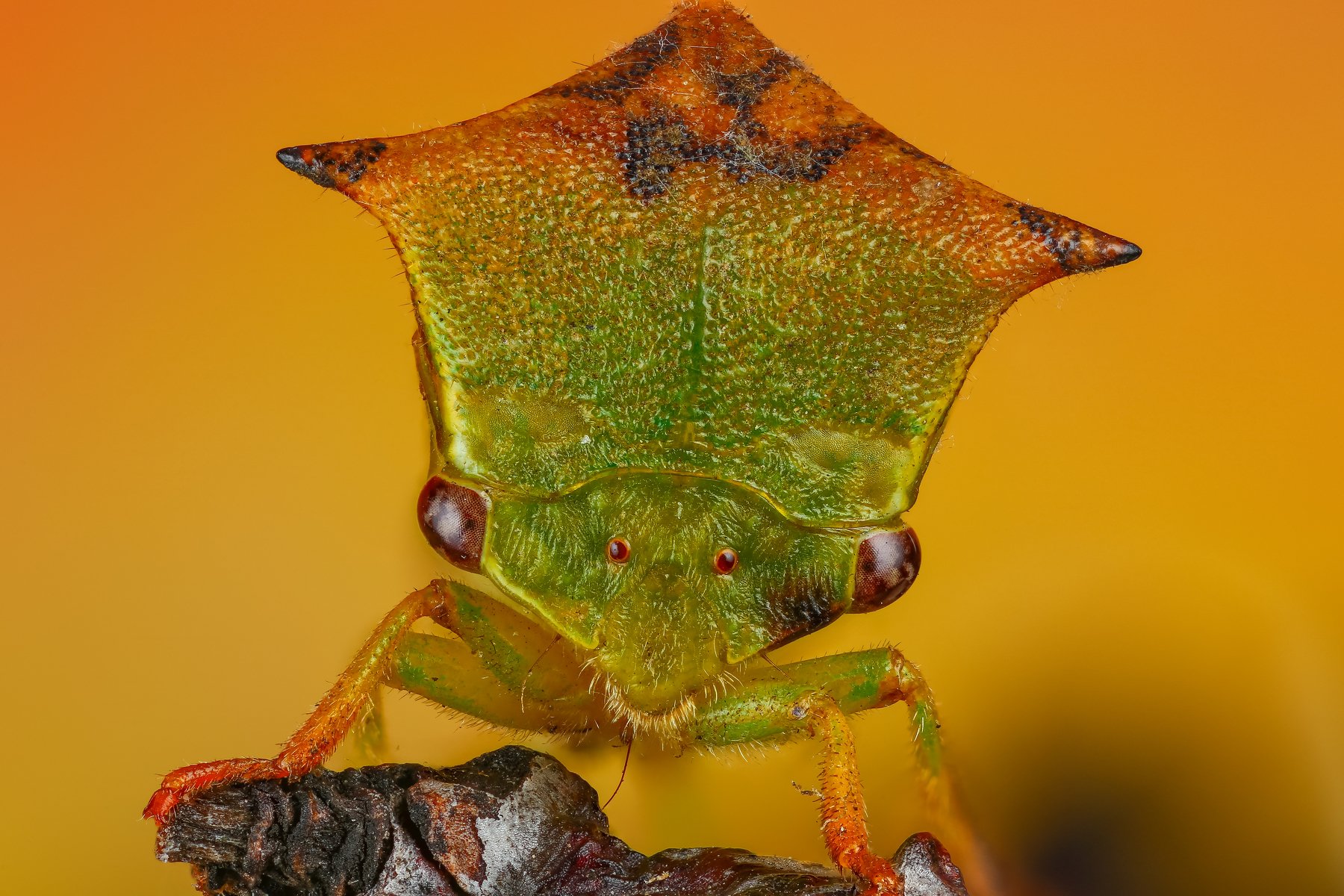 макро портрет насекомое зеленый желтый оранжевый цвет, Андрей Шаповалов