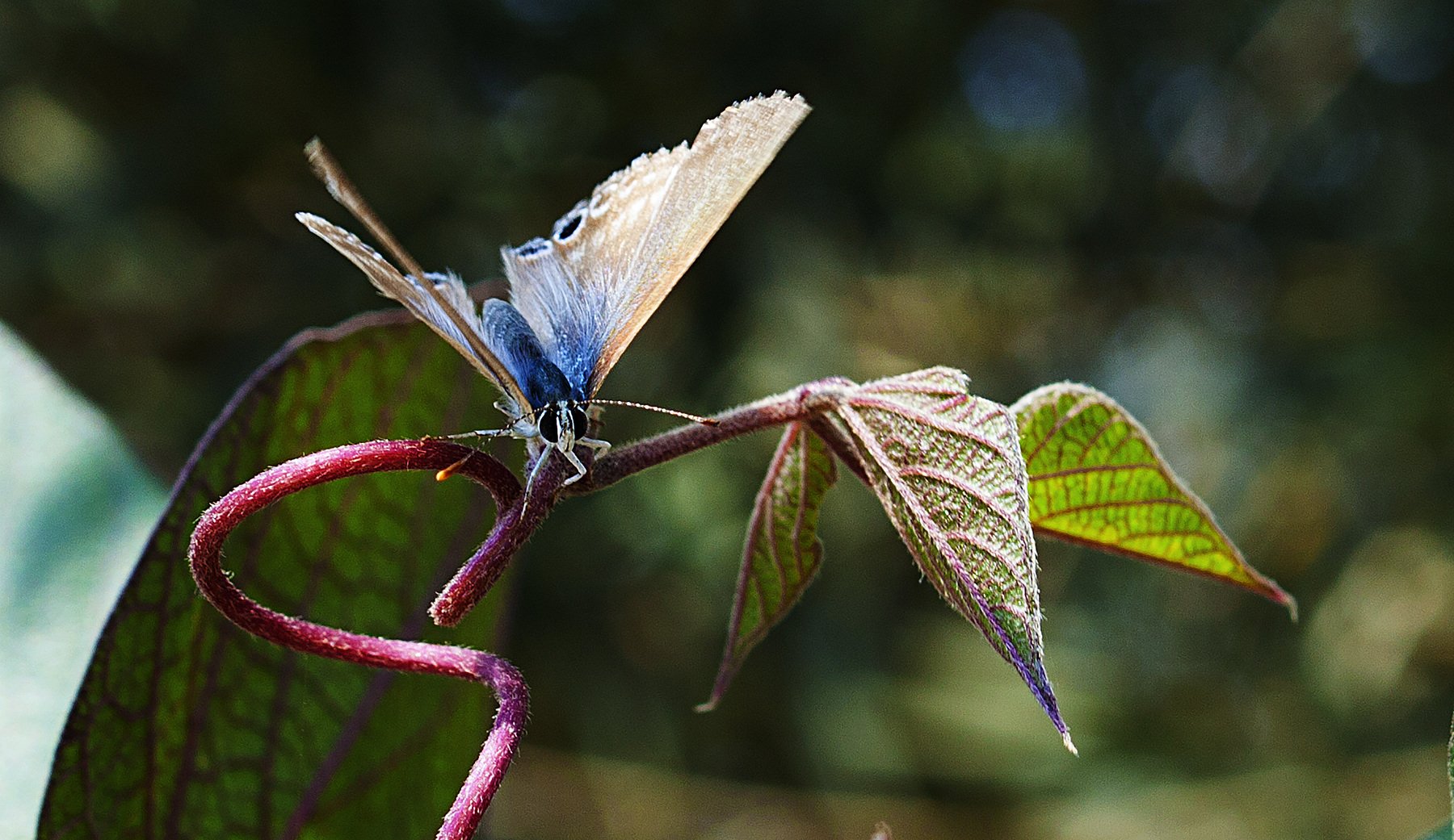 macro,art,passion,peace,photography,colors,dreams,life,freedom,, Nihan Bayındır