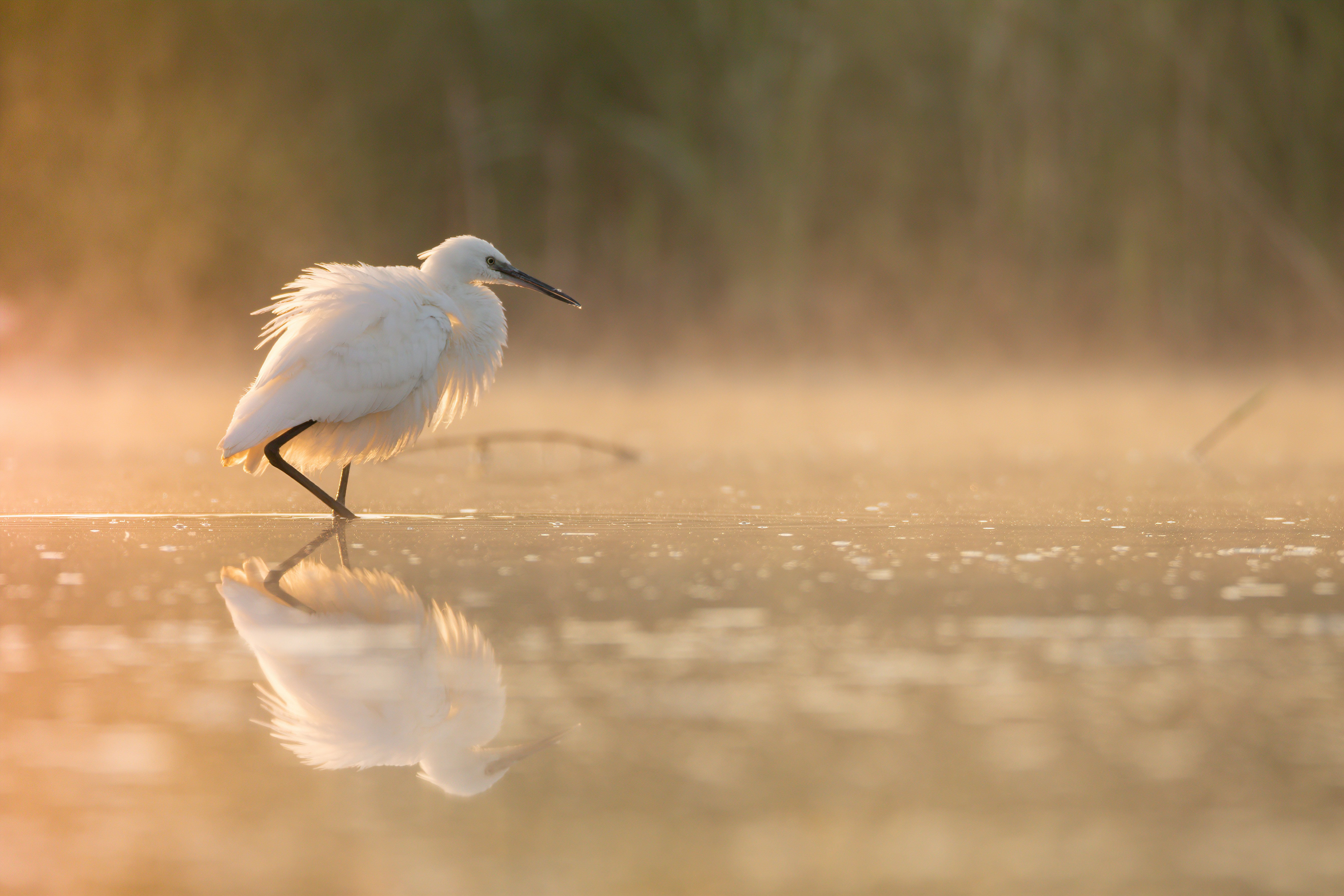 egret naturebeauty birdphotography reflections sunrise, Donea Zullu