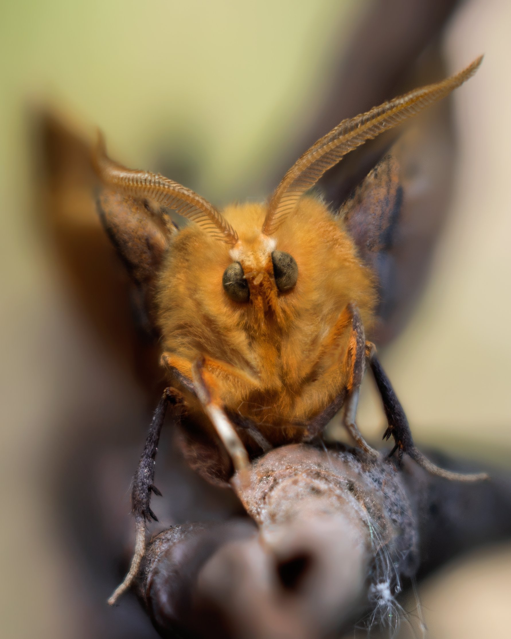 ночная бабочка мотылек макро, Анастасия Третьякова