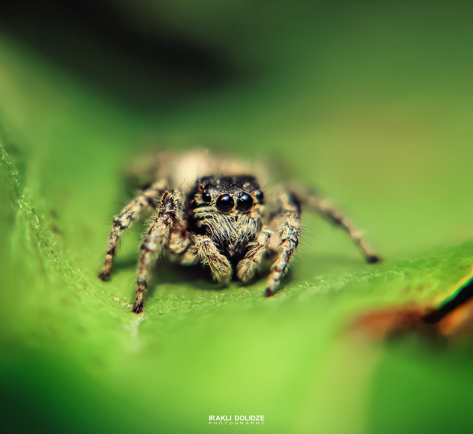 spider, jumping spider, cute, macro, macro photography, close-up, green, bokeh, canon, macro lens, eyes, ირაკლი დოლიძე