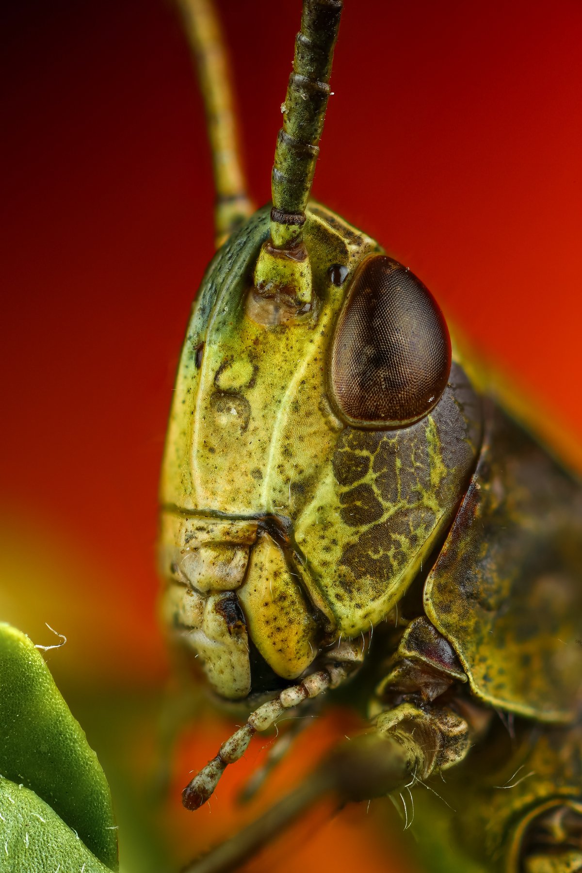 макро портрет насекомое кузнечик зеленый красный цвет, Андрей Шаповалов