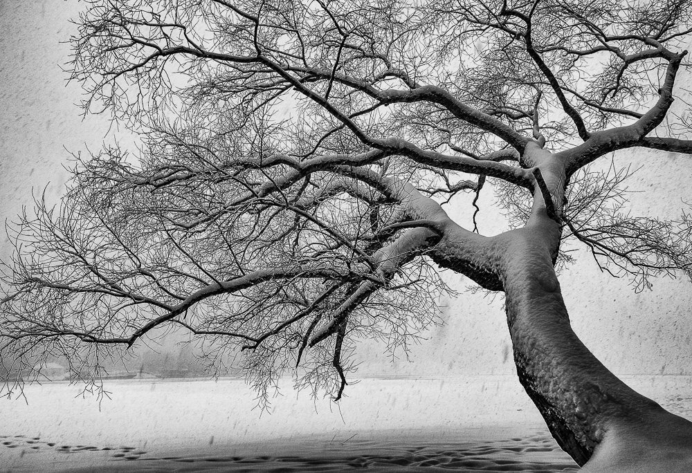 снегопад, дерево, заснеженное, река, снег, берег, Владимир Брагилевский