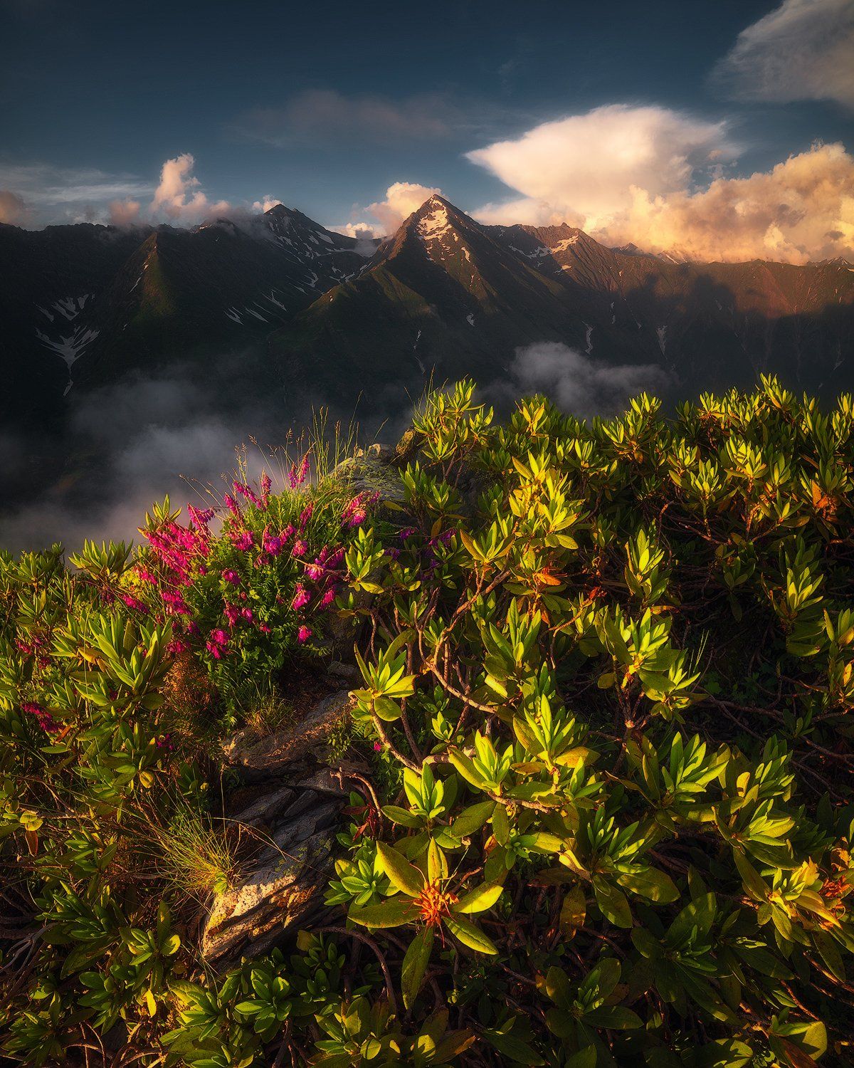 горы, цветы, рододендрон, псеашхо, кавказский заповедник, кавказ, пейзаж, Tania Leschinskaya