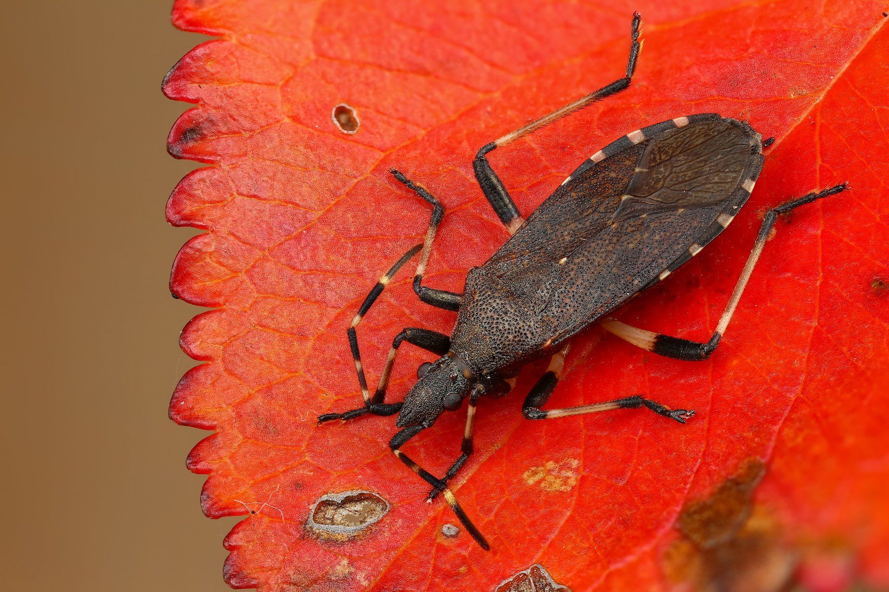 макро насекомое клоп красный цвет, Андрей Шаповалов