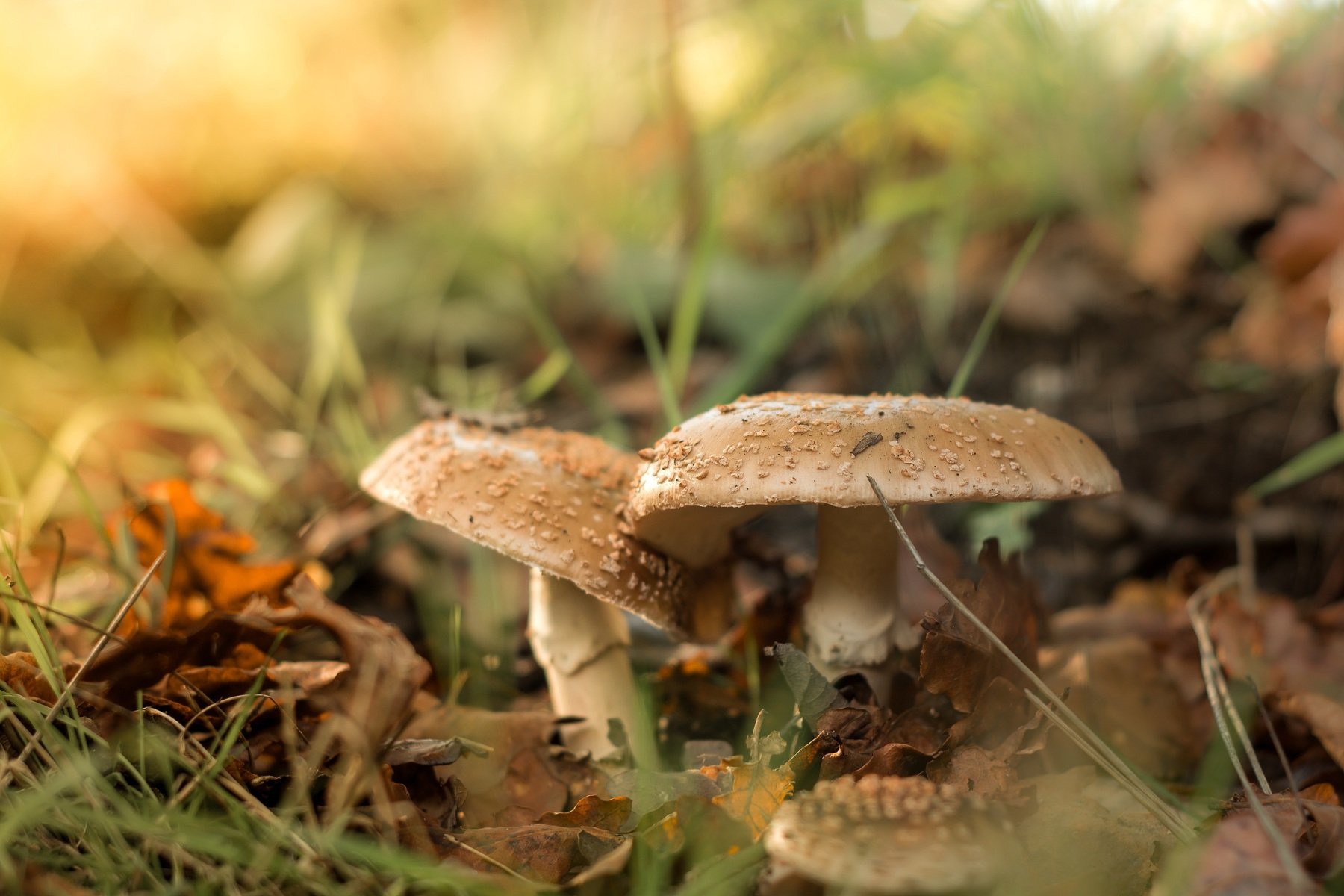 mushroom, nature, macro, , Antonio Coelho