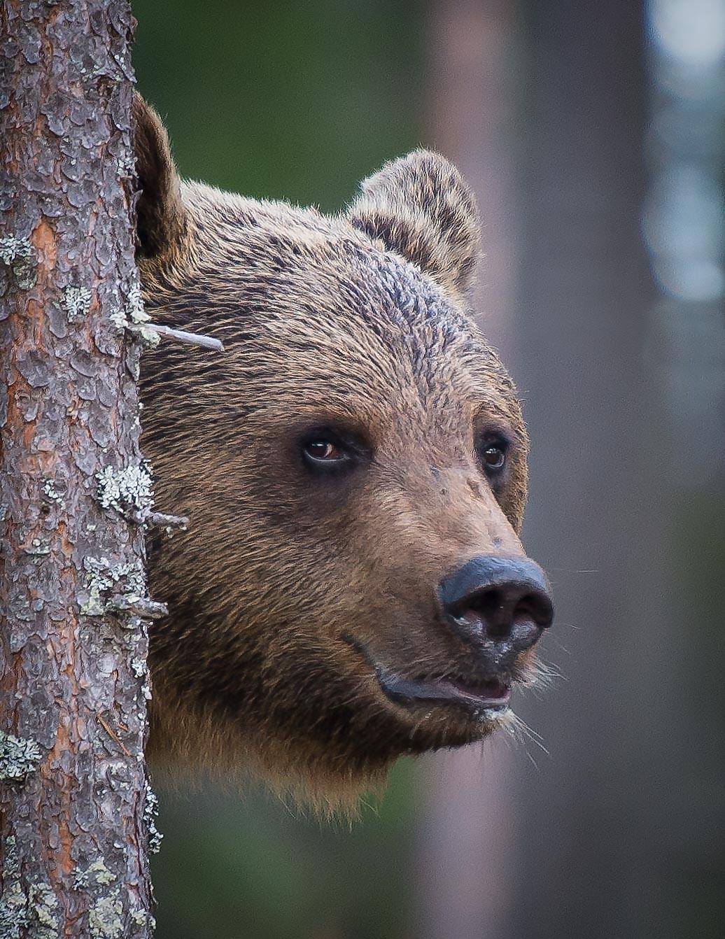 bear, finland, Jarkko Järvinen