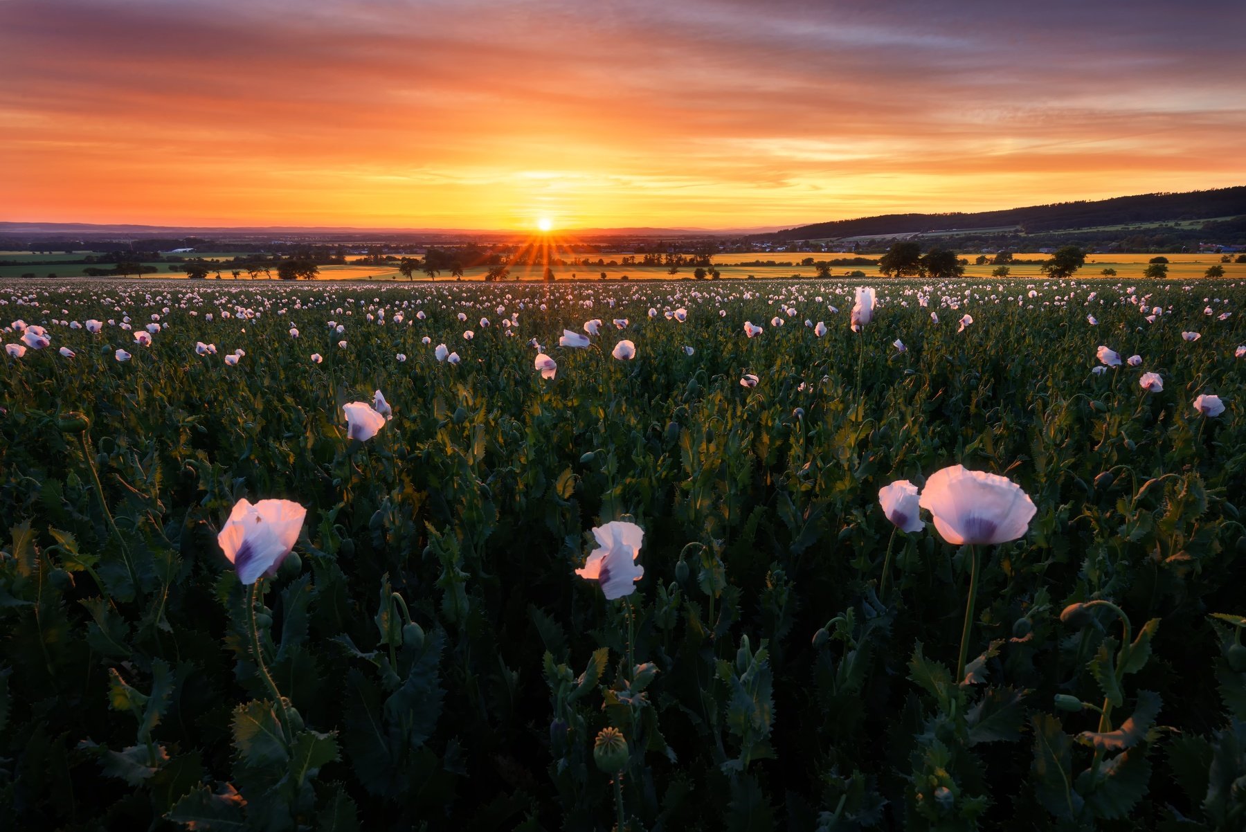 landscape, poppy, field, sunset, Petr Fiala