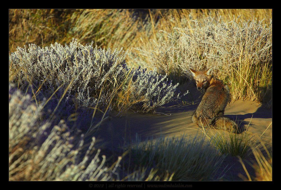 fox, patagonia, argentina, лиса, патагония, аргентина, Vadim Balakin