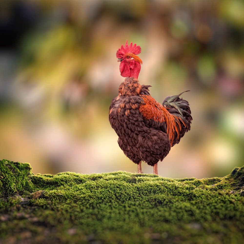yellow, red, blue, light, beautiful, grass, chicken, spotted, colorfully, Caras Ionut