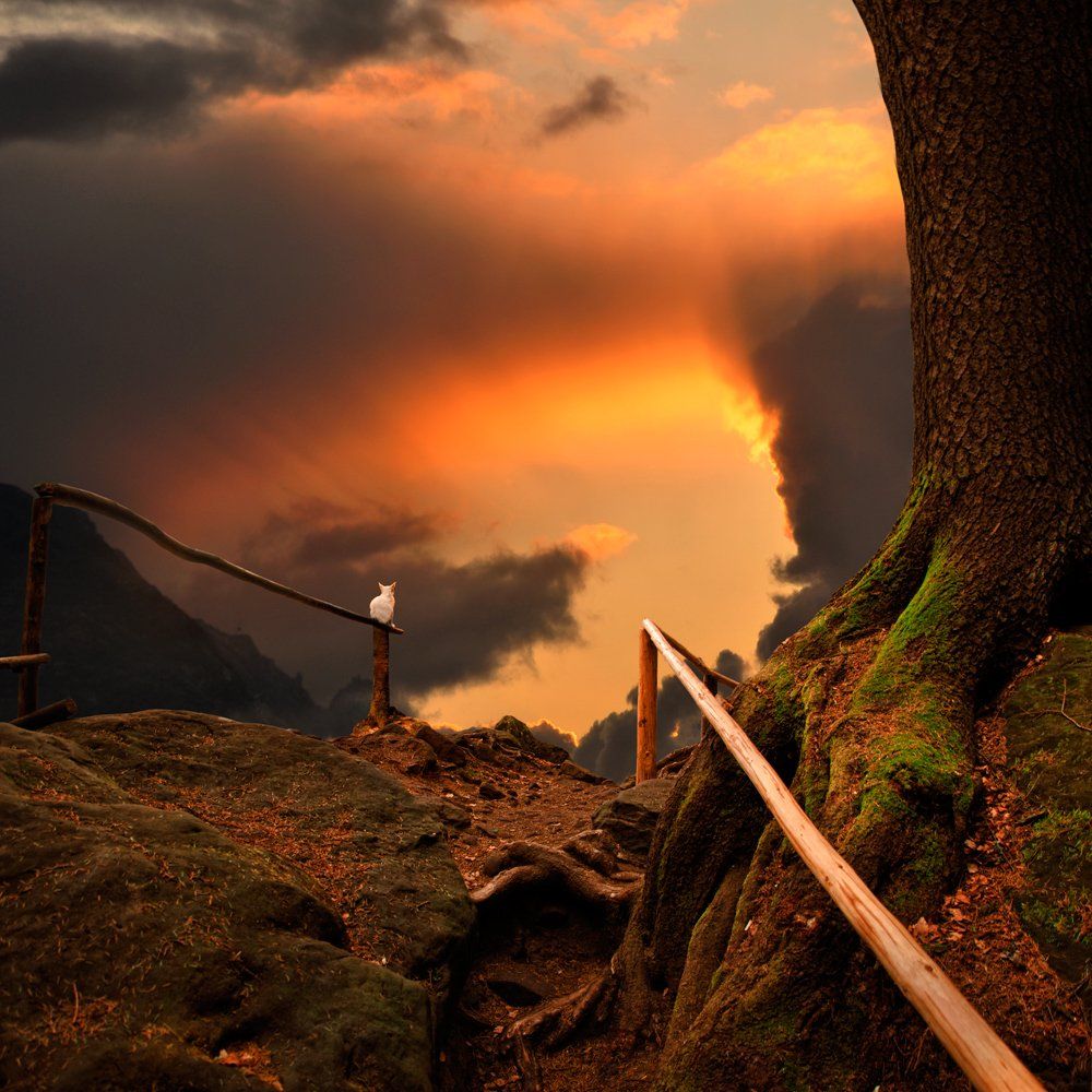 sky, sunrise, cat, clouds, sunshine, tree, path, leaf, orange, alone, wood, magic, looking, stone, mystery, stand, lighting, passing, alleyway, shinning, Caras Ionut