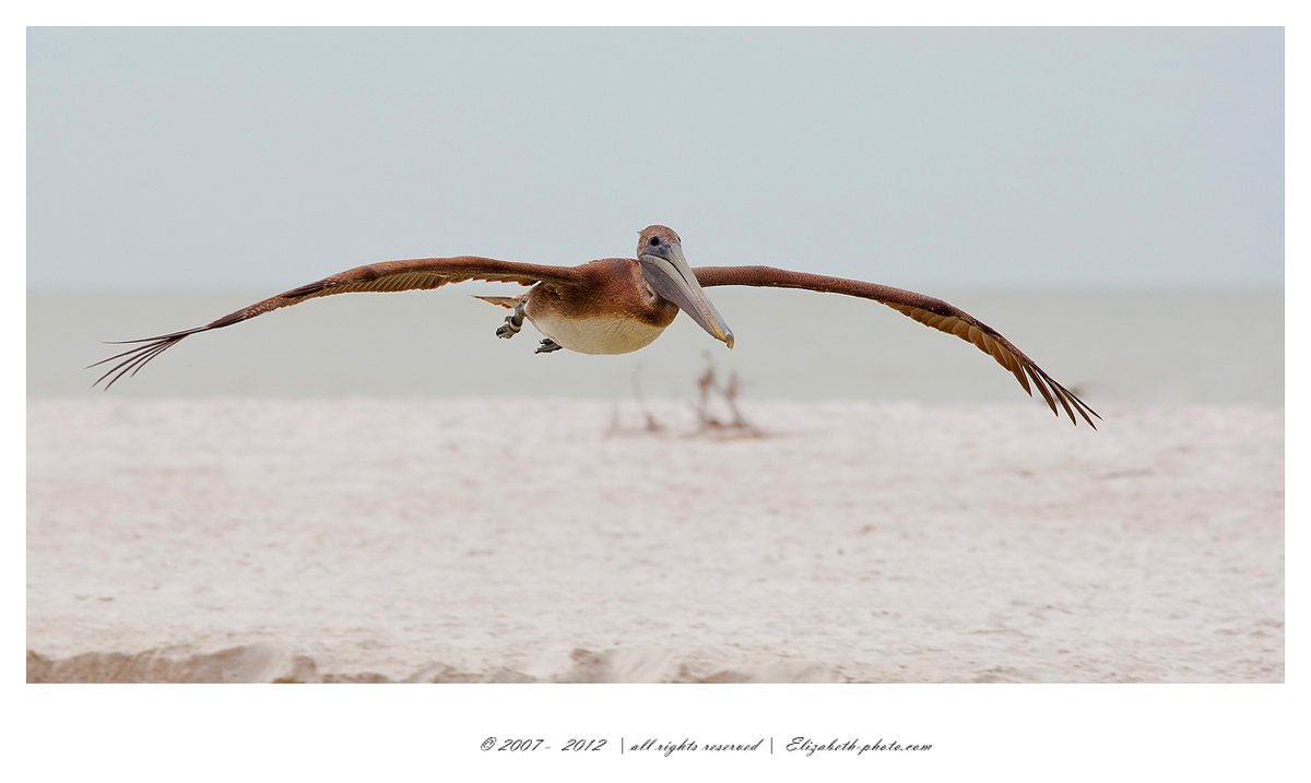brown pelican, американский бурый пеликан, Elizabeth Etkind