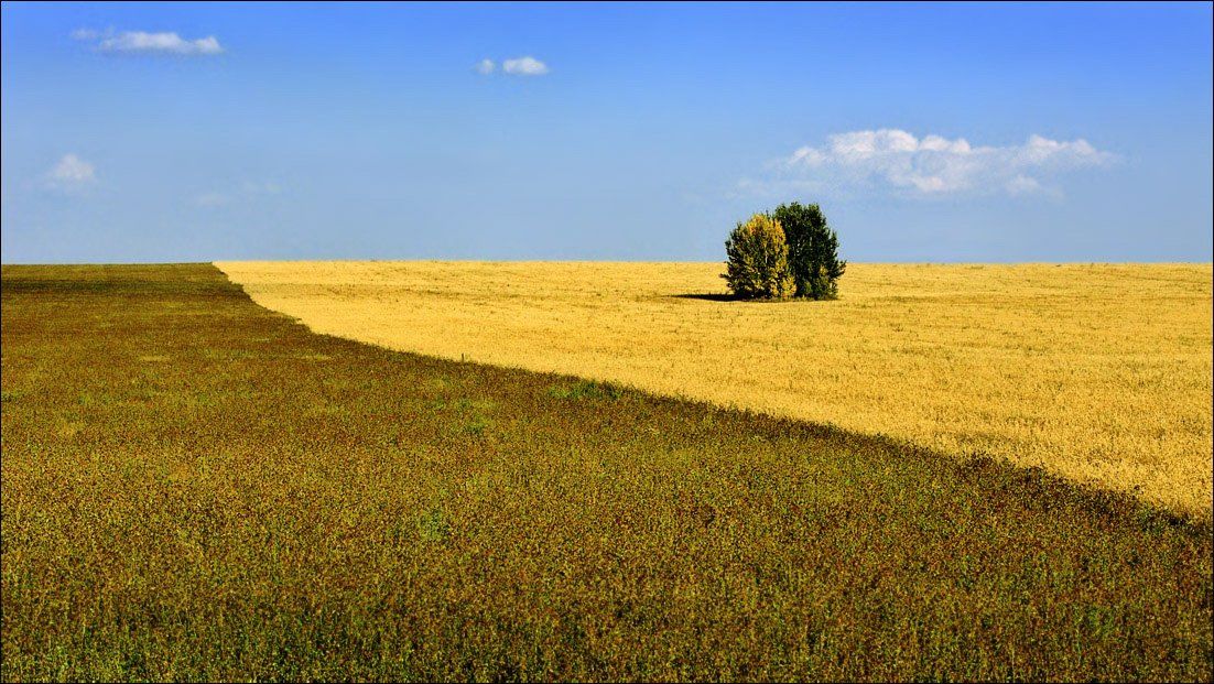 рязанщина, лето, поле, парочка, Тарасов Алексей
