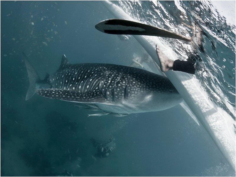 whale shark, sebu, oslob, philippines, Олег Федин