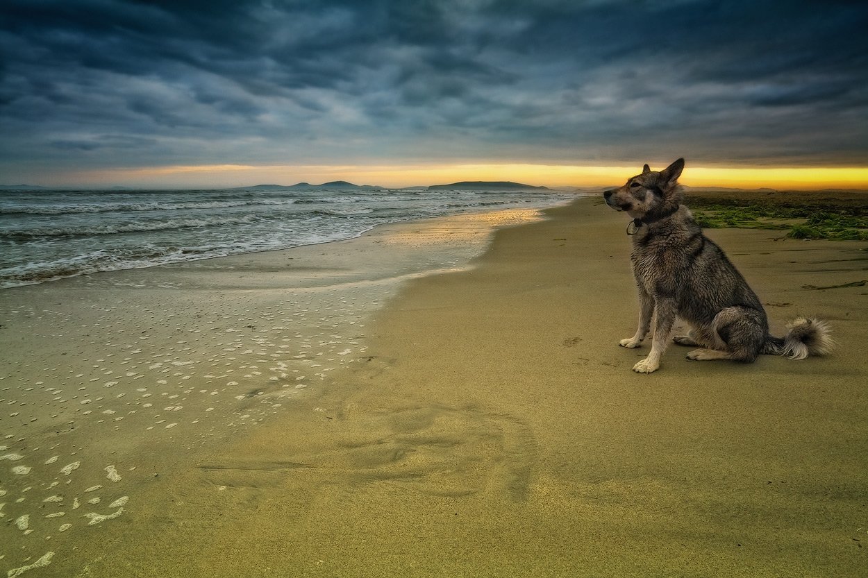 собака, вечер, море, песок, Андрей Кровлин
