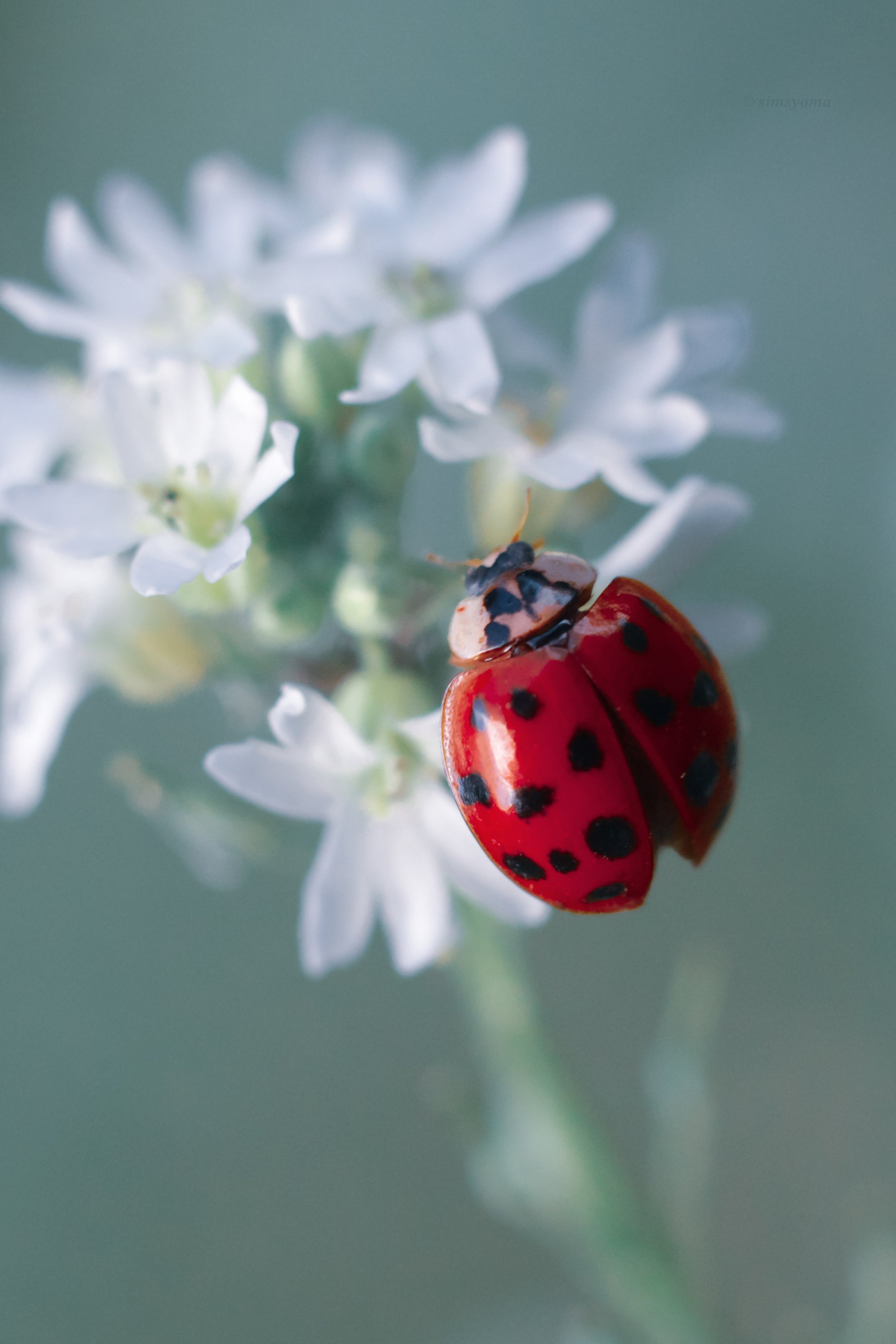 макро, природа, nature, macro, насекомые, insect, ladybug, ladybugs, божьякоровка, Юлия Хворостяная