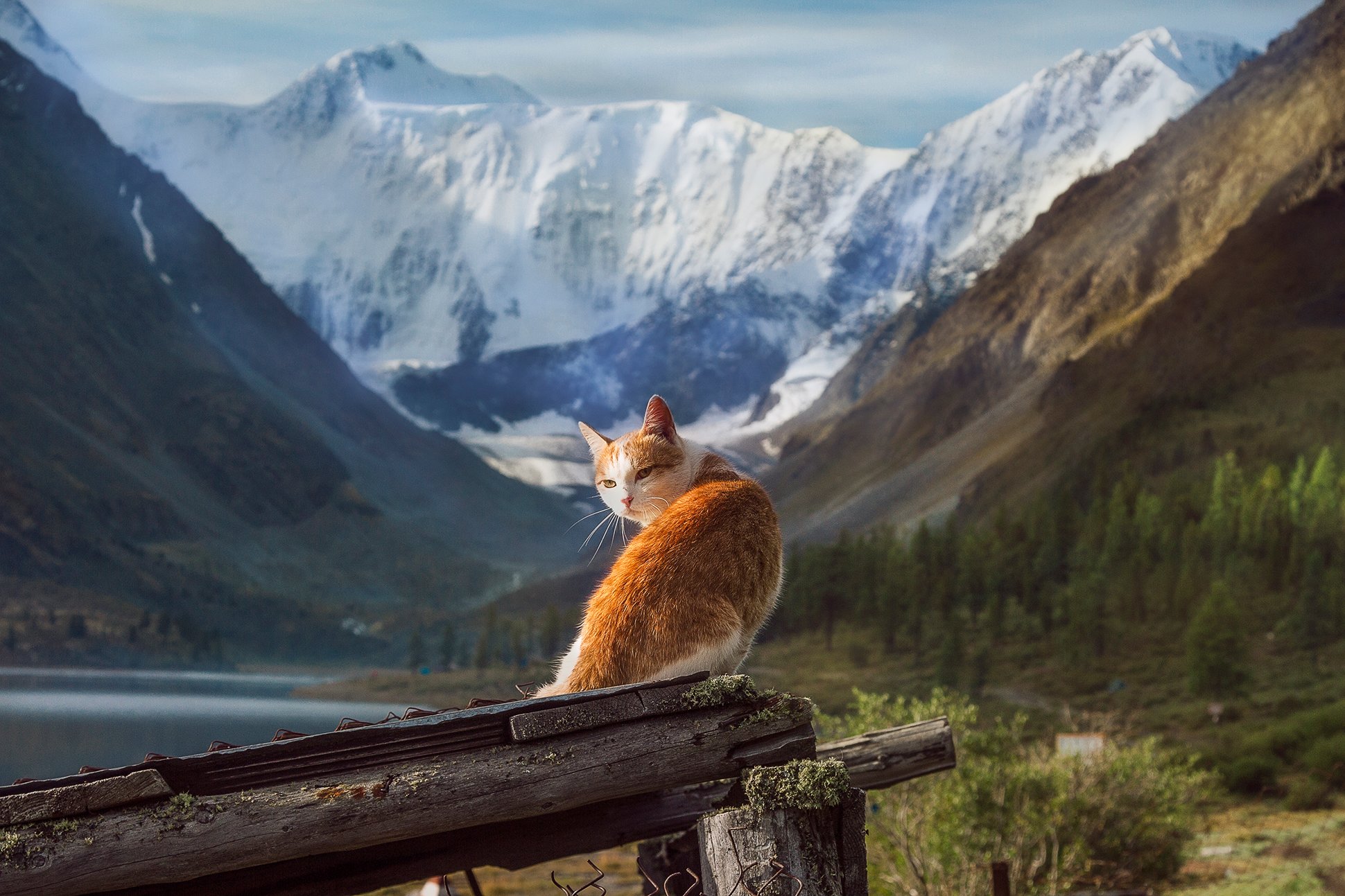 пейзаж, алтай, белуха,горы, кот, вершина, Тамара Андреева