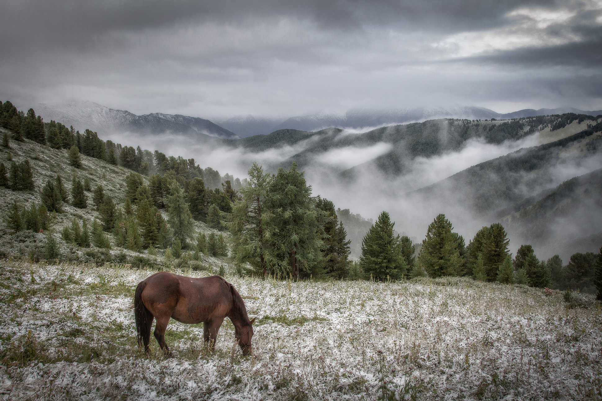 пейзаж, алтай, снег, горы,лето,август, лошадь, Тамара Андреева