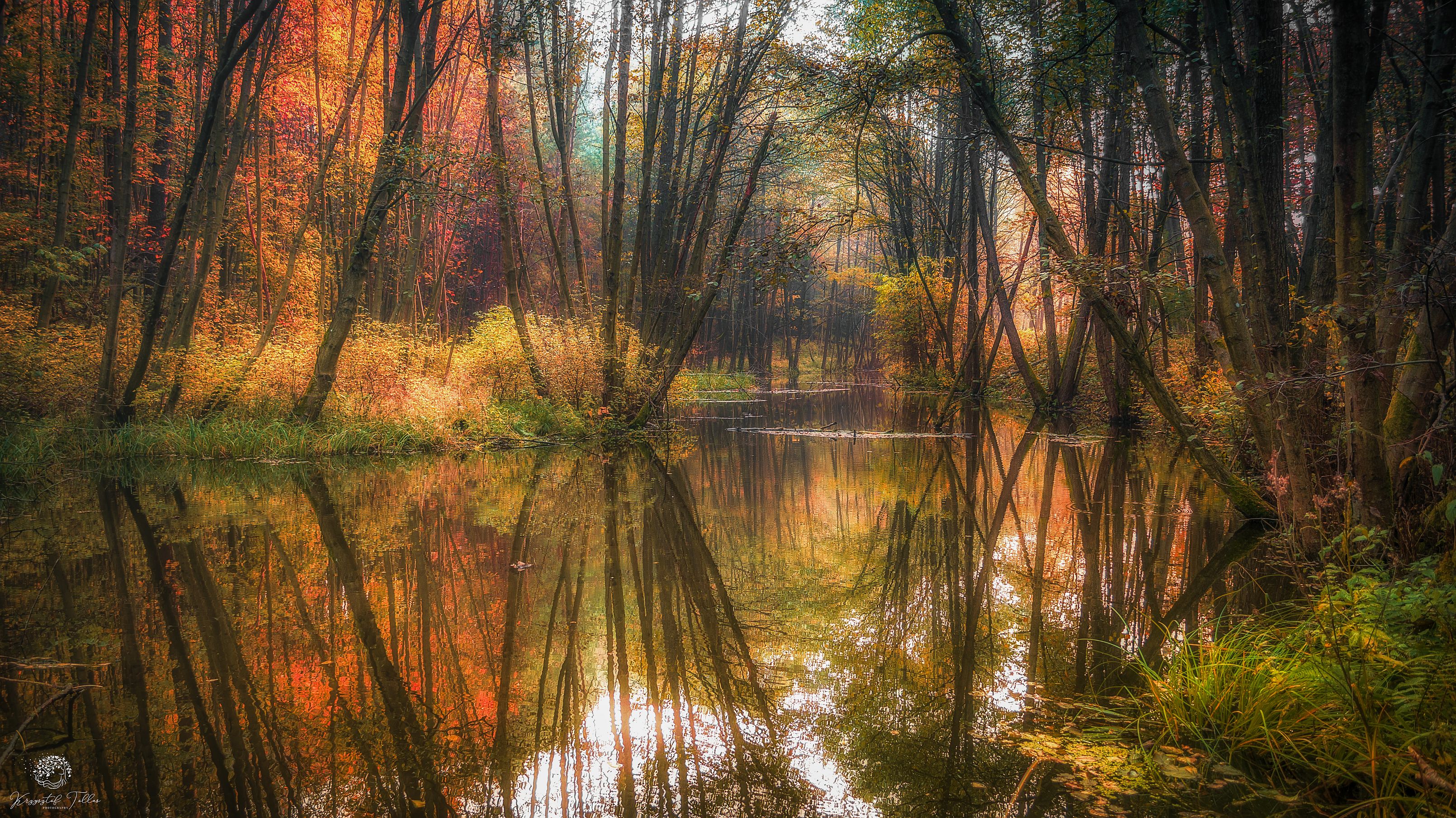 autumn,forest,trees,nature,water,Ruda,landscape,morning,Nikon,sky,light,mirror,, Krzysztof Tollas