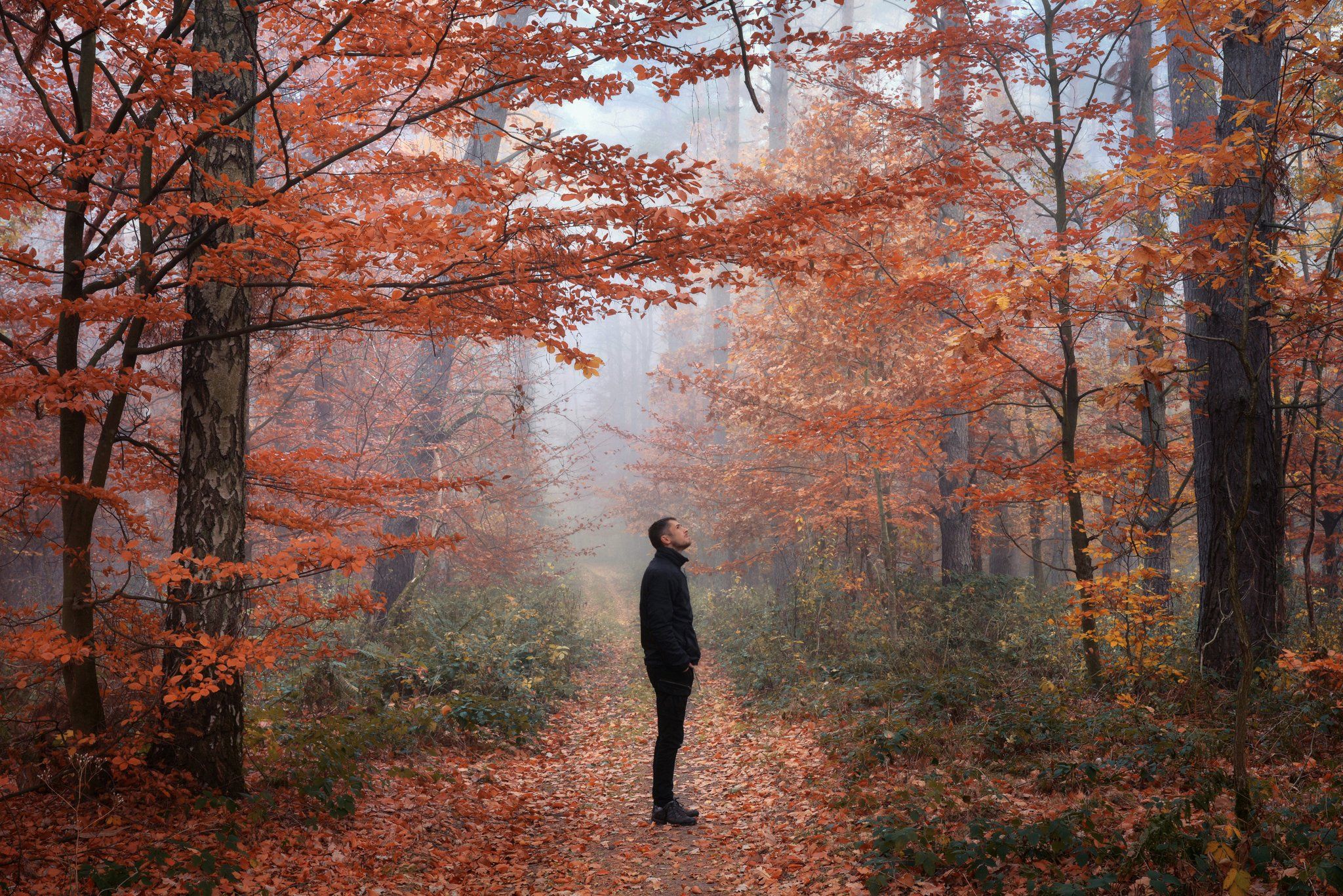 alone in the woods один в лесу forest foggy mist path road dranikowski trees autumn fall fog nikon, Radoslaw Dranikowski