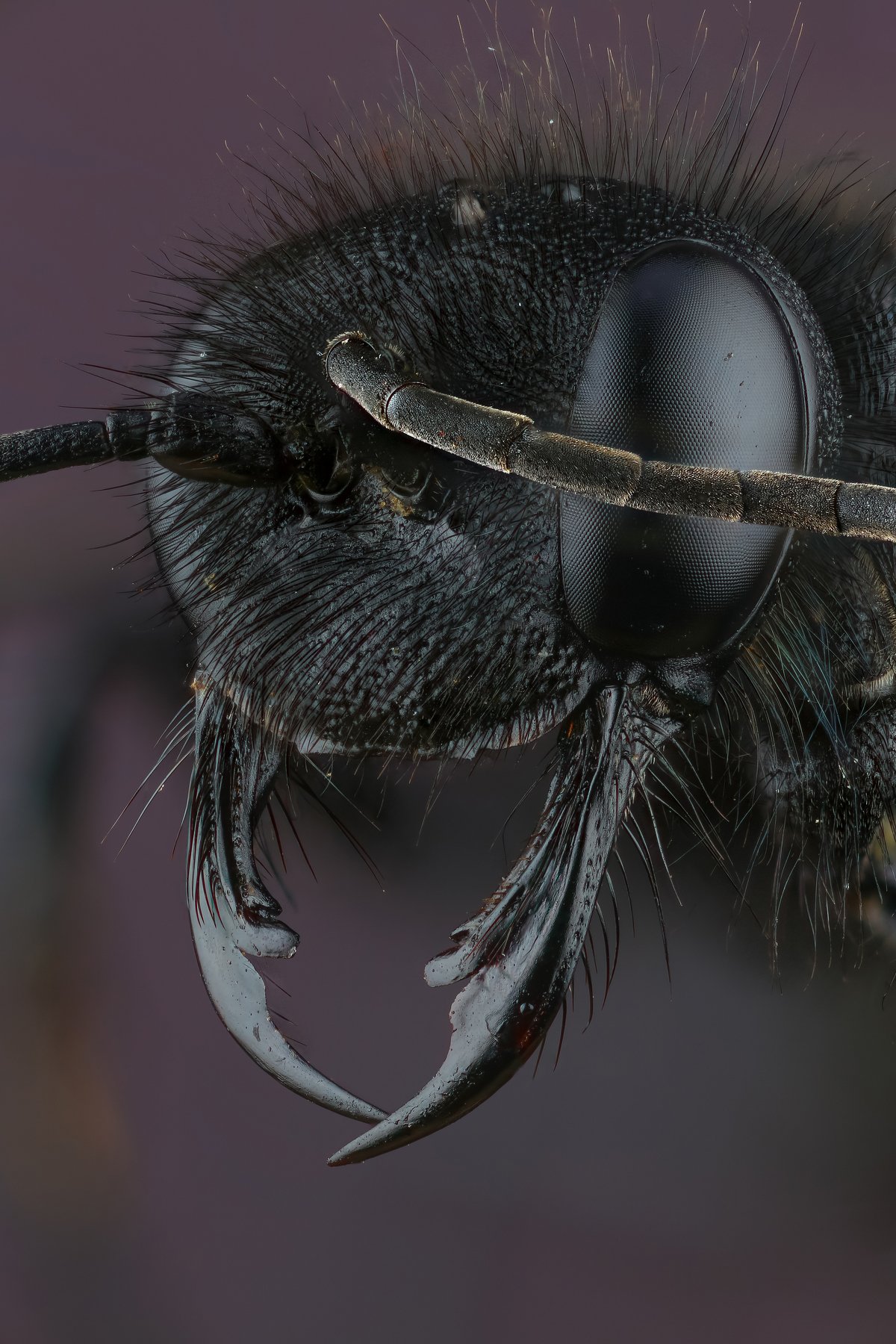 макро портрет насекомое оса черный цвет, Андрей Шаповалов