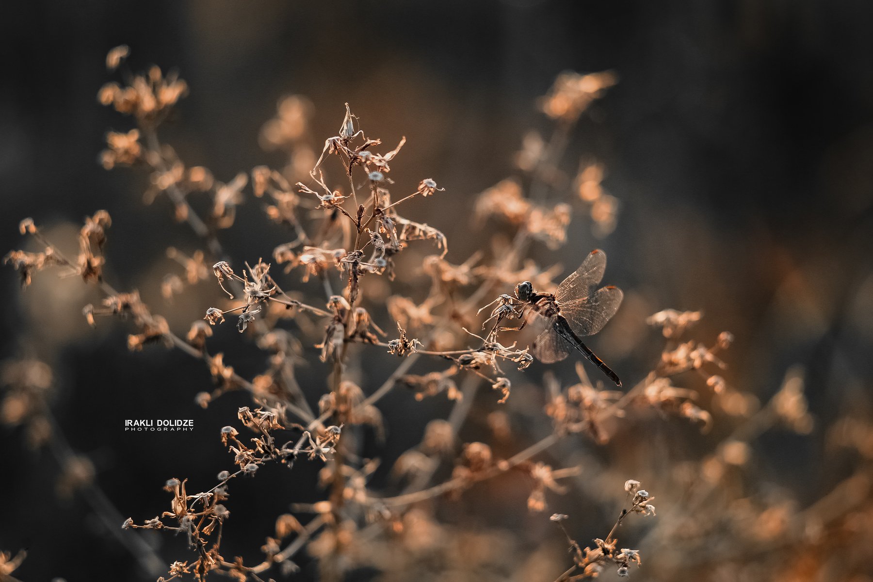 dragonfly, macro, sunset, moment, photography, photographer, photo, nature, canon, focus, bokeh, colored, love, ირაკლი დოლიძე