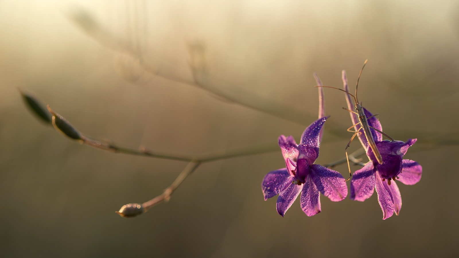 , Илья Михеев