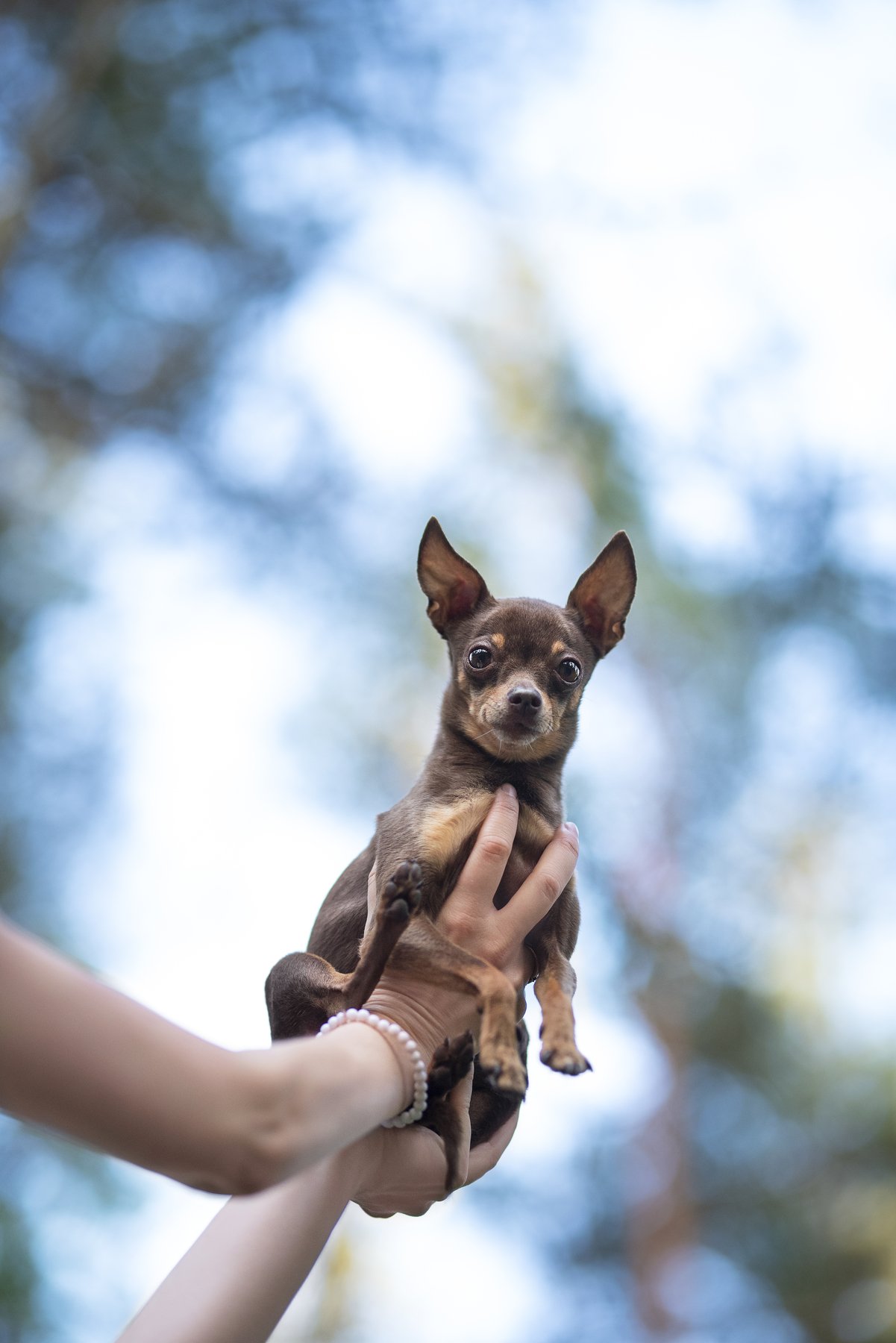 Chihuahua, dog, Karina Saarestik