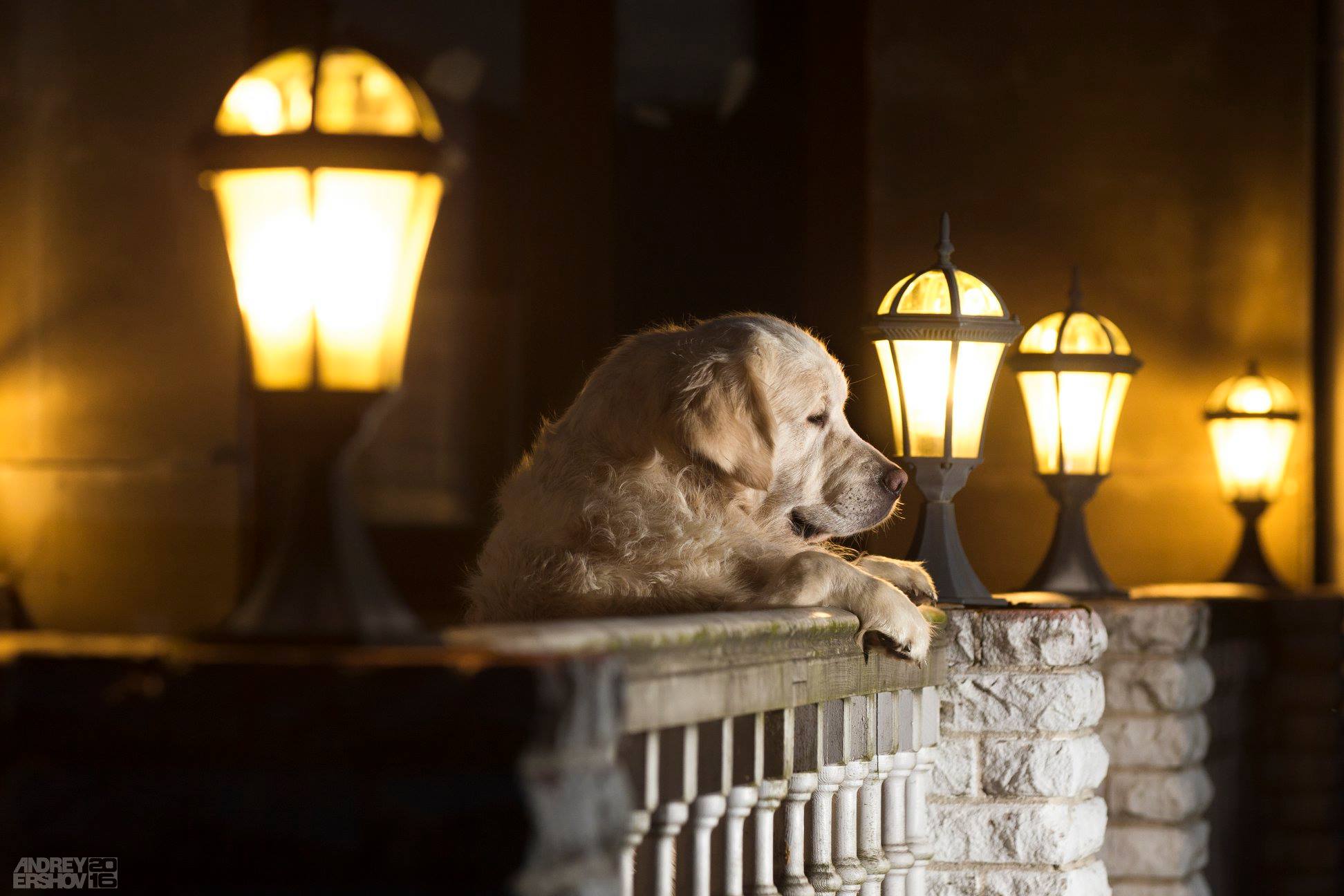 Dog light