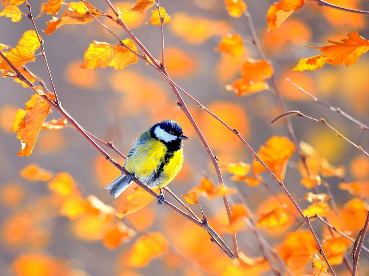 природа, фотоохота,  птицы, животные, осень, vladilenoff