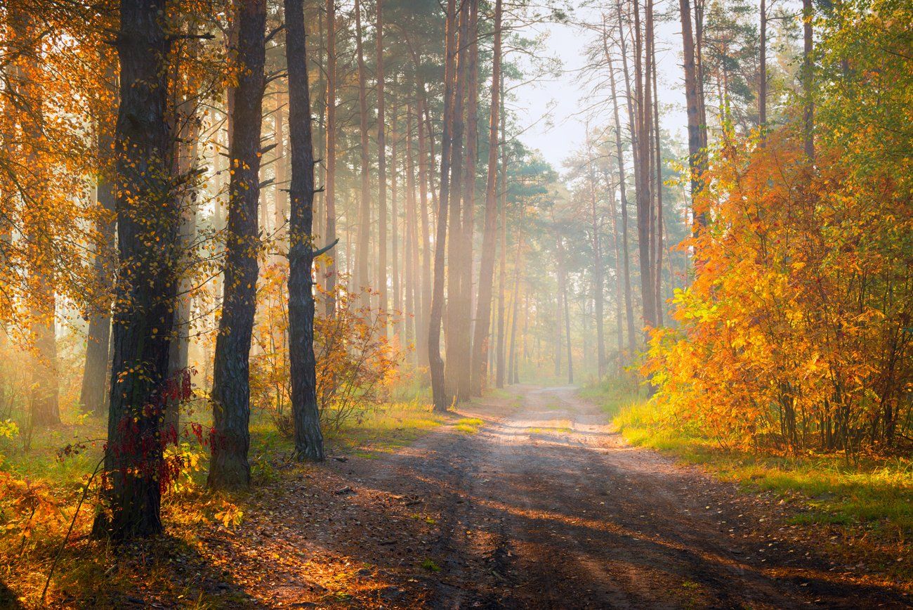 лес, осень, октябрь, утро, рассвет, туман, Галанзовская Оксана