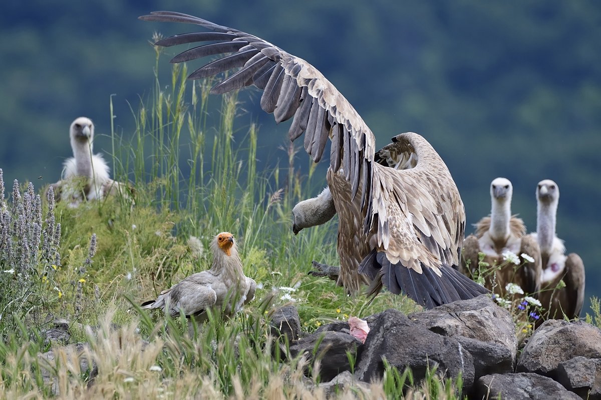 птицы birds, Jaroslav Mego