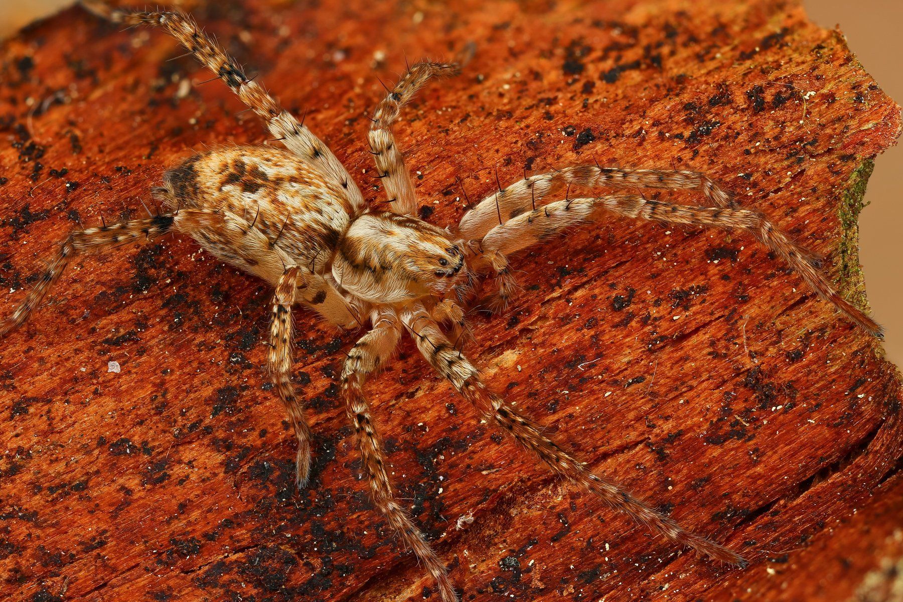 макро паук кора оранжевый цвет, Андрей Шаповалов