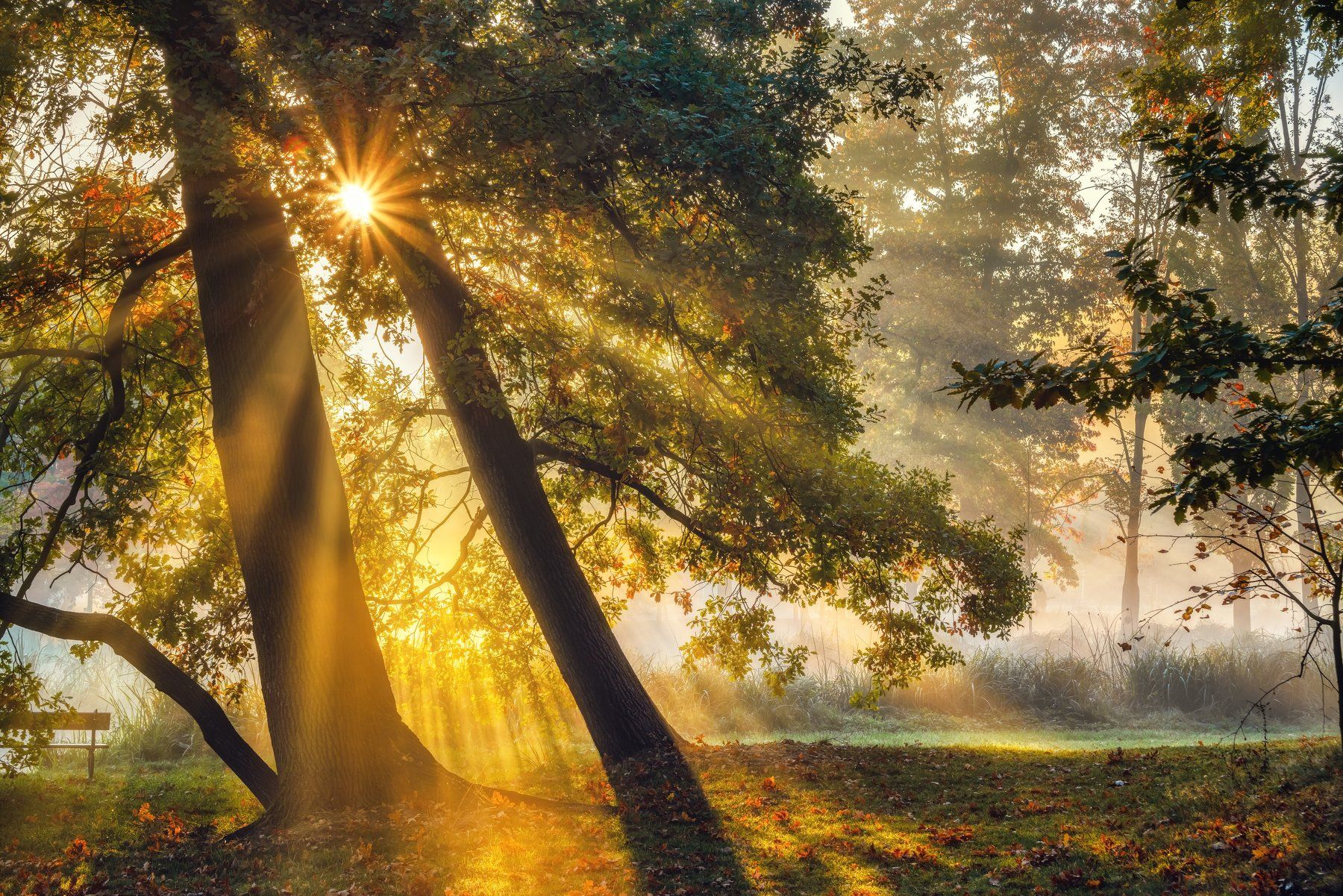 пейзажи Чехия туман утро лес осень листва рассвет лучи солнце парк деревья  природа путешествия, Андрей Ожерельев