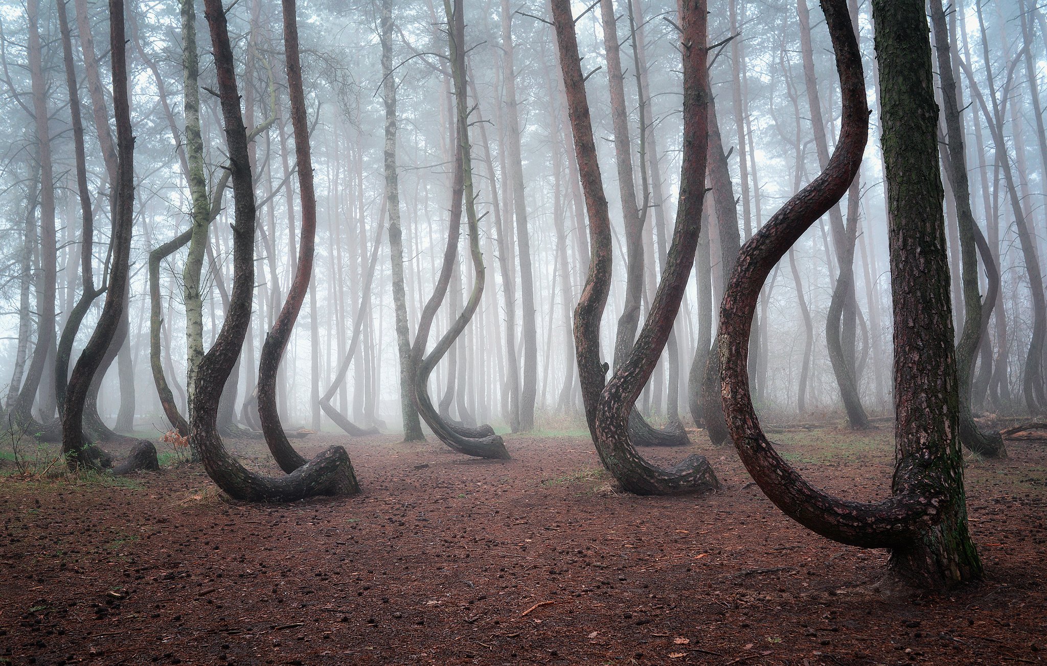 the crooked forest mist foggy trees poland dranikowski magic wood, Radoslaw Dranikowski