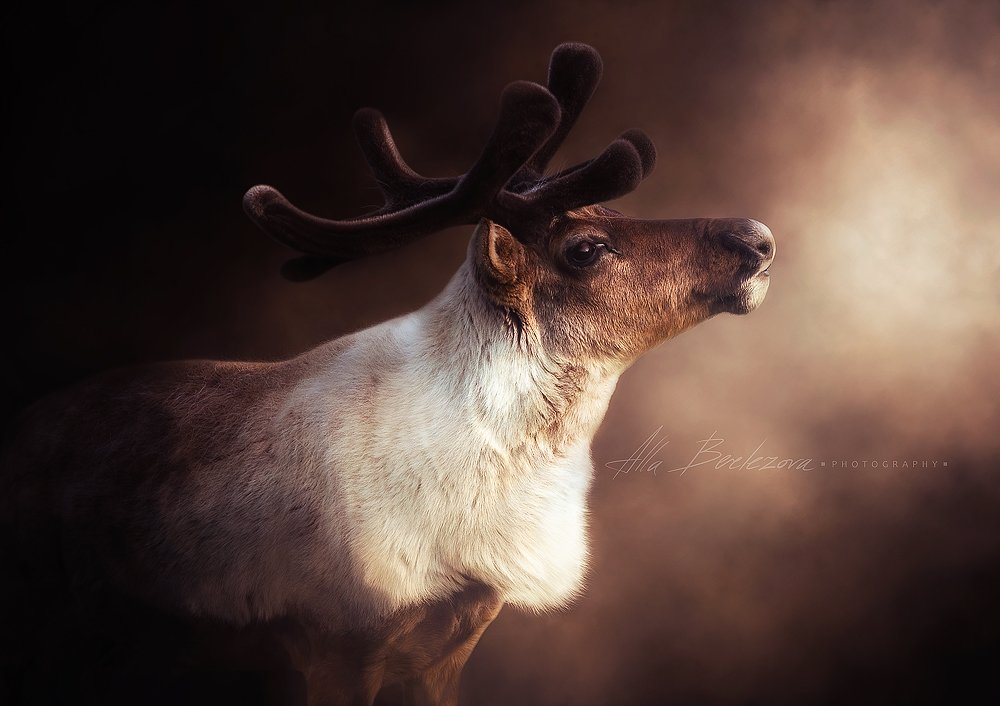 олень, deer, photography, wildlife, nature, reindeer, Alla