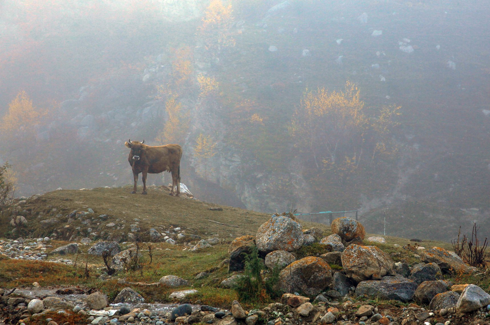 корова,утро,туман.горы,черекское ущелье,кбр,, Marat Magov