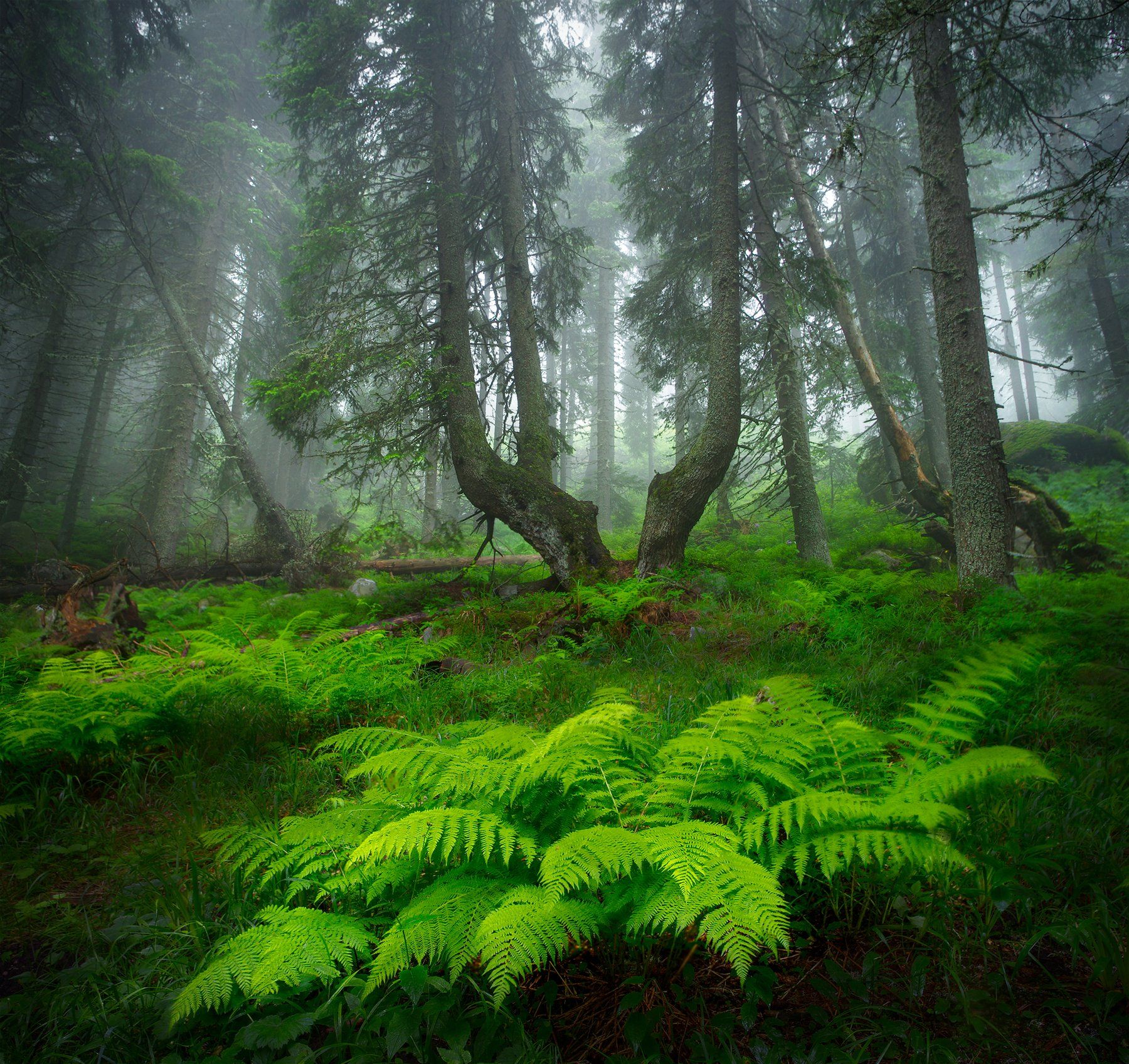 landscape nature scenery forest wood trees mist misty fog foggy mountain vitosha bulgaria туман лес, Александър Александров