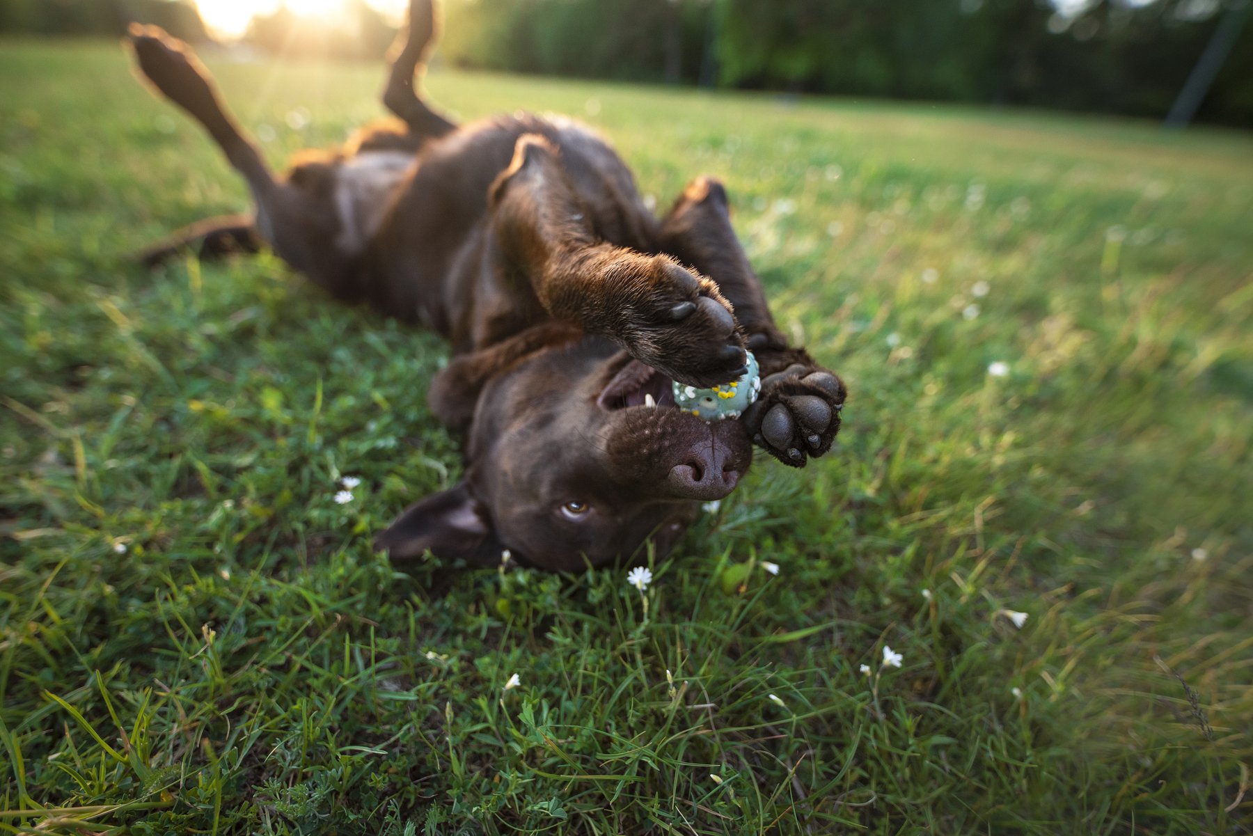 Labrador retriever, dog , Karina Saarestik