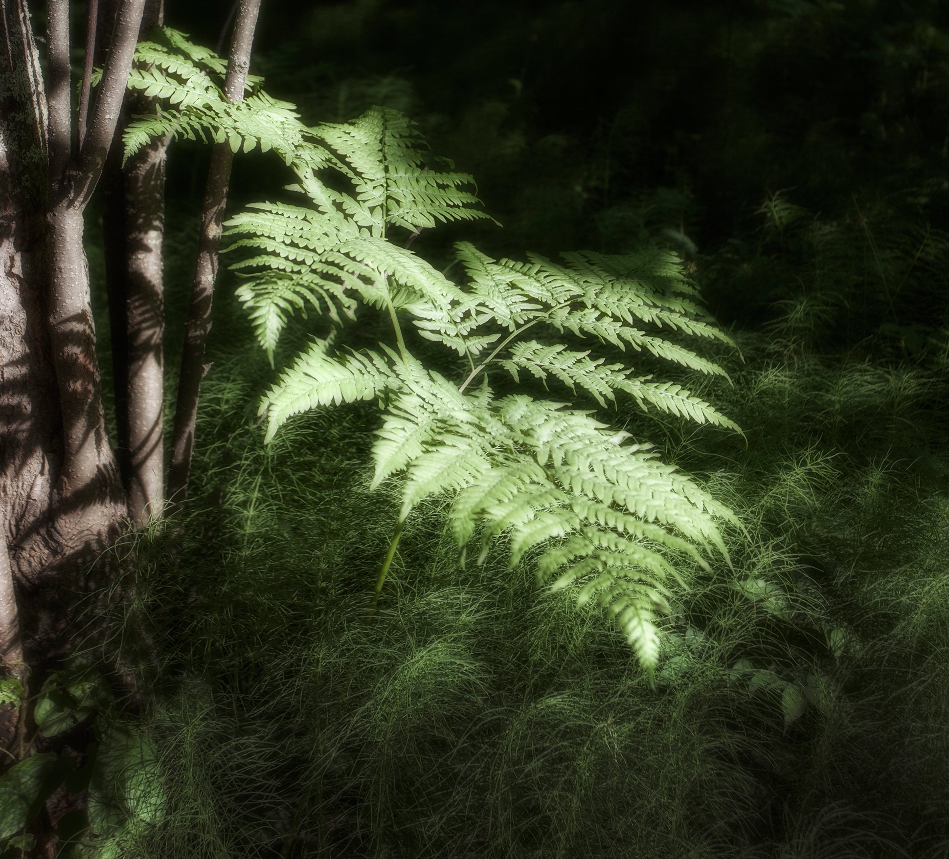 лес,папоротник.трава,деревья,солнце,луч, Тамара Андреева