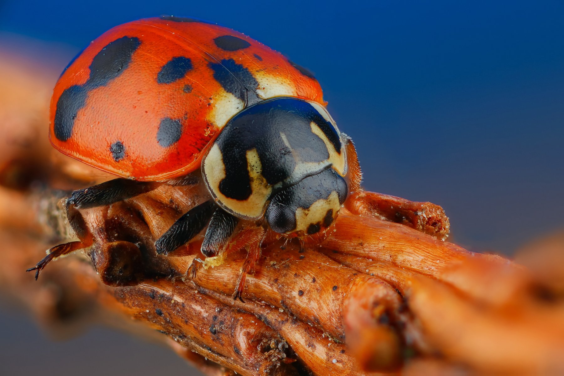 макро портрет насекомое божья коровка жук оранжевый цвет, Андрей Шаповалов
