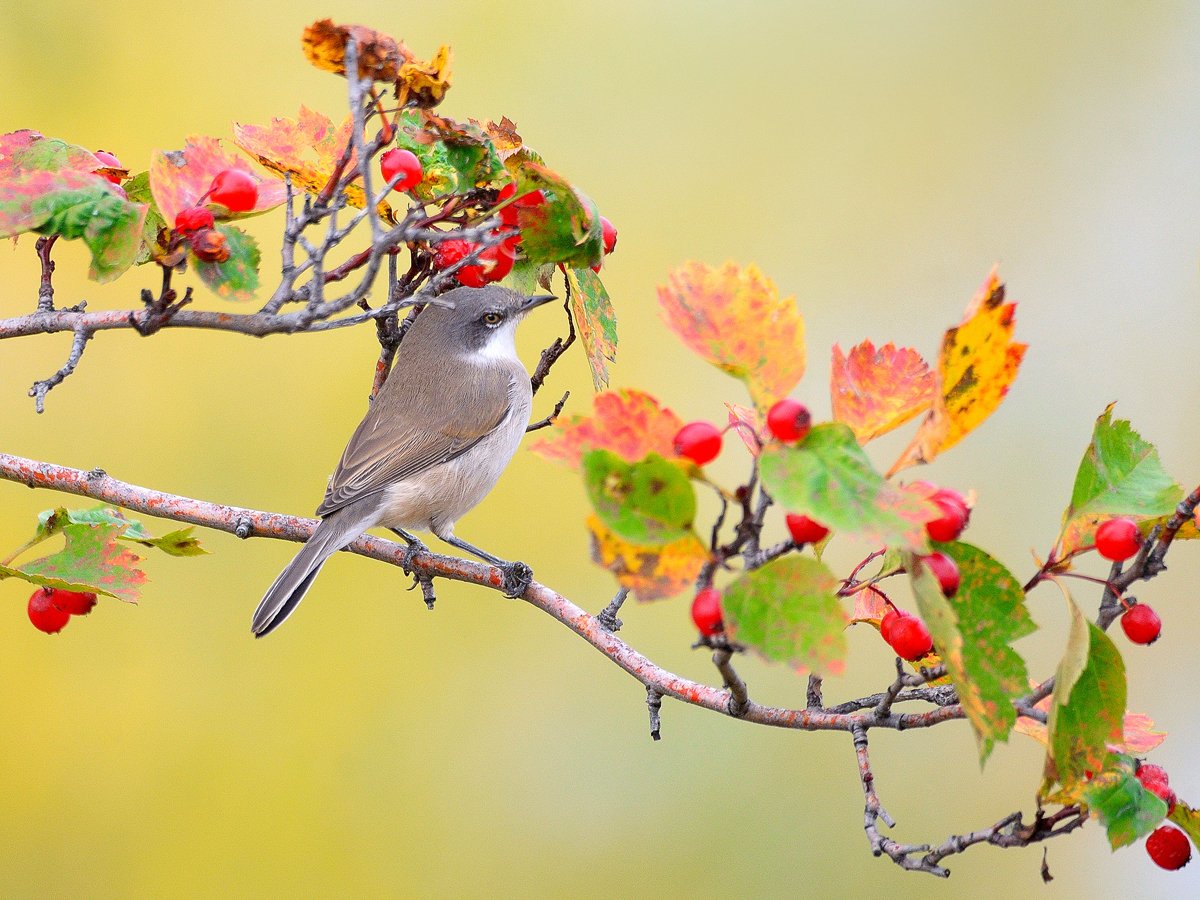 природа, фотоохота,  птицы, животные, осень, vladilenoff