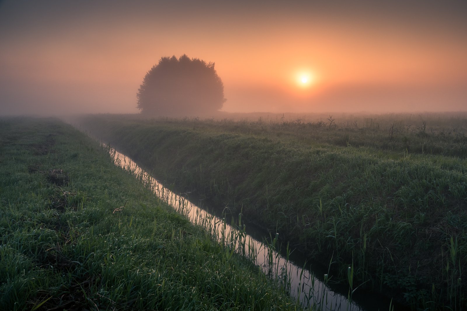 morning, sunrise, tree, meadow, foggy,, Artur Bociarski