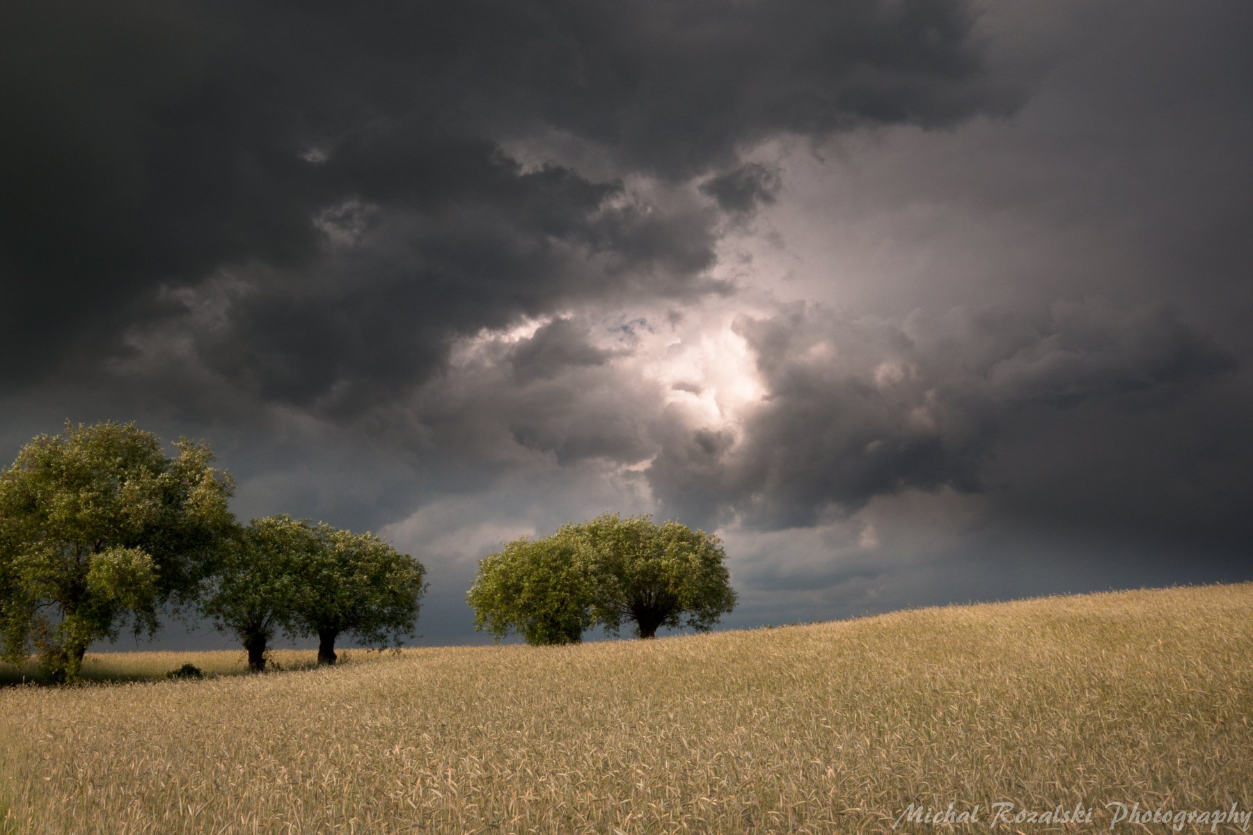 clouds, , crops, , trees, , summer, , darknes, , agriculture, Michal Rozalski