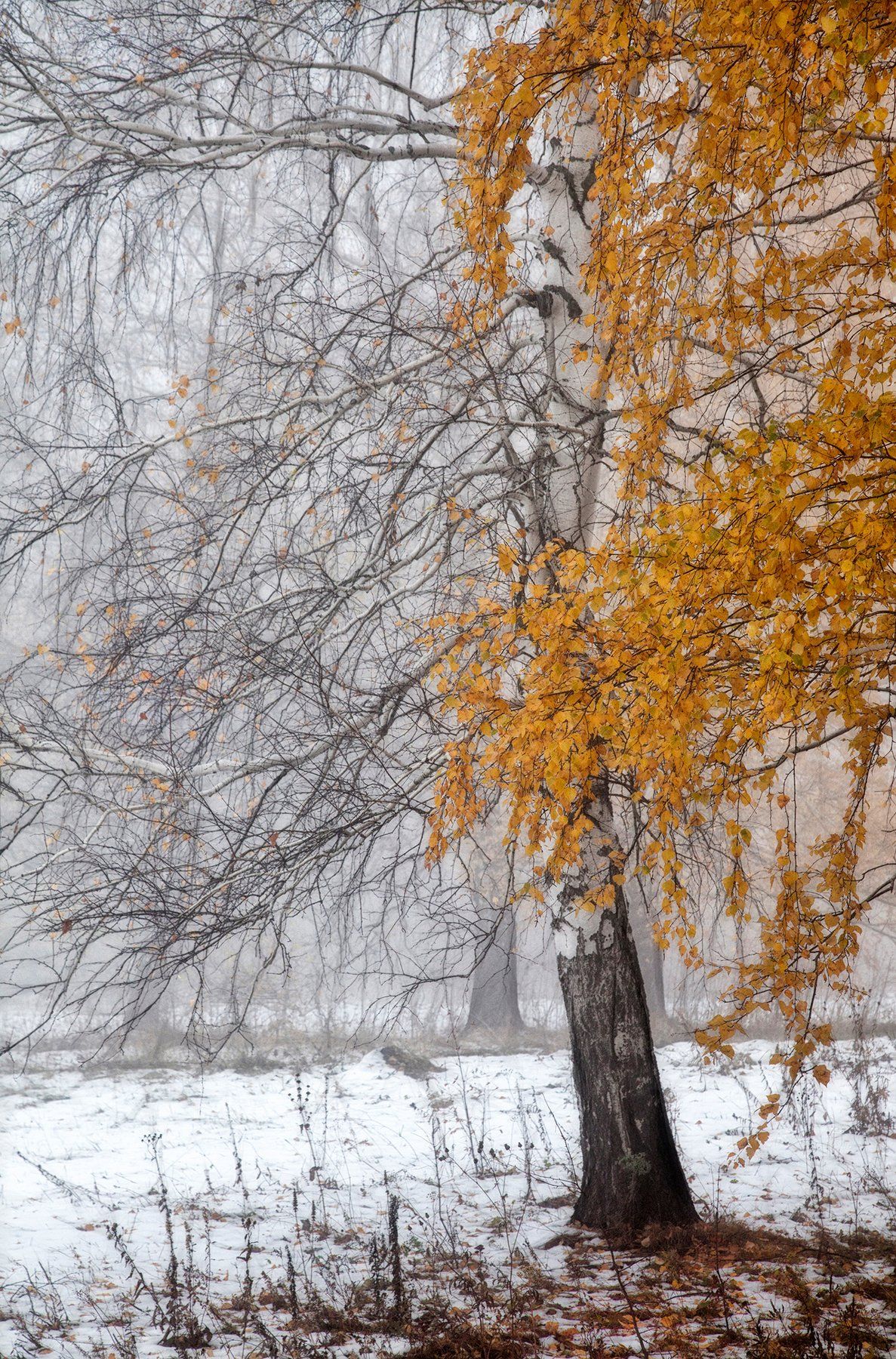 осень,зима,снег,береза,желтый, Тамара Андреева