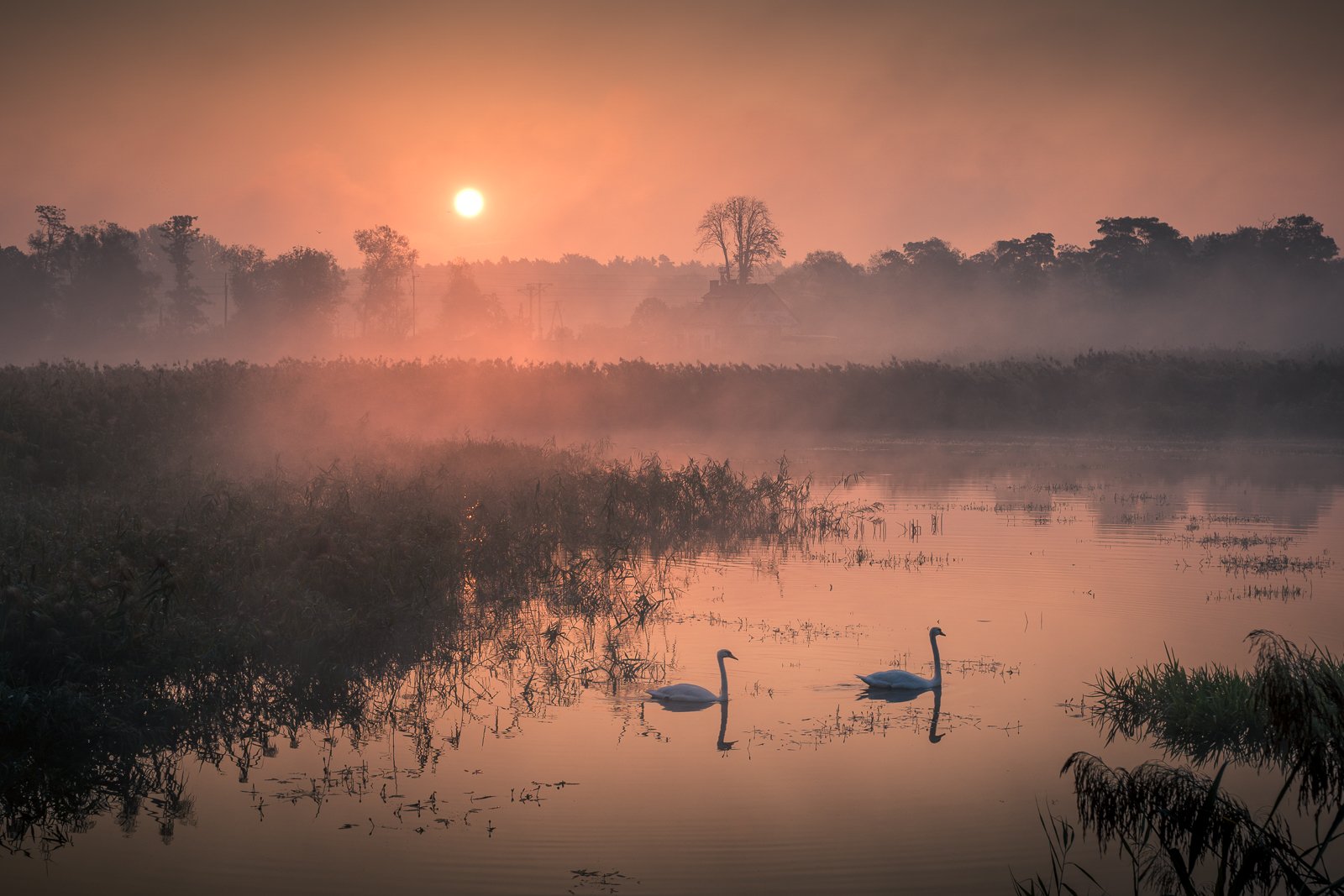 swans, foggy, fog, morning, sunrise, landscape, nature, lake, pond, outdoor,, Artur Bociarski
