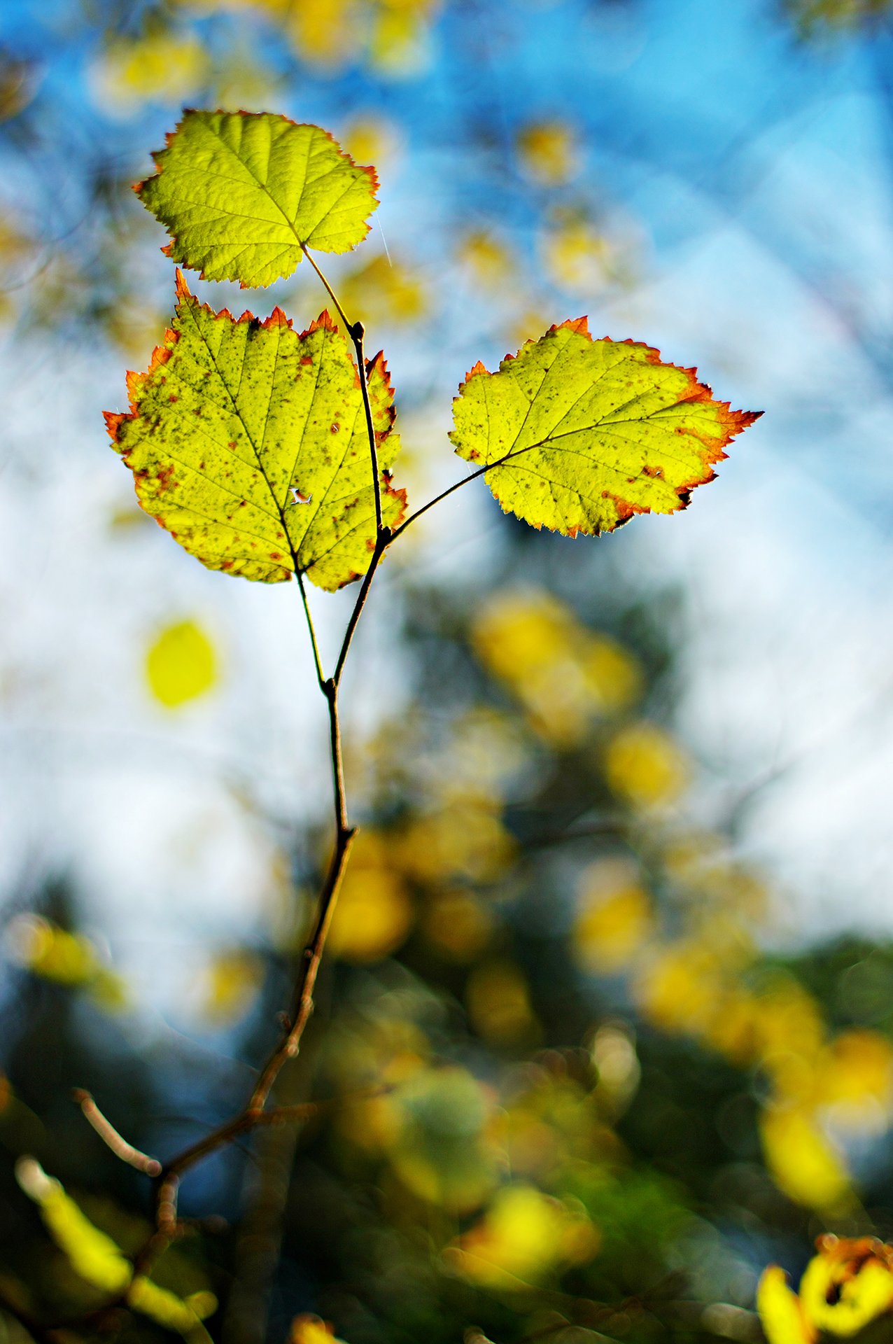 autumn,close-up, color, colors, leaf, leaves, nature, photography,, Dr Didi Baev