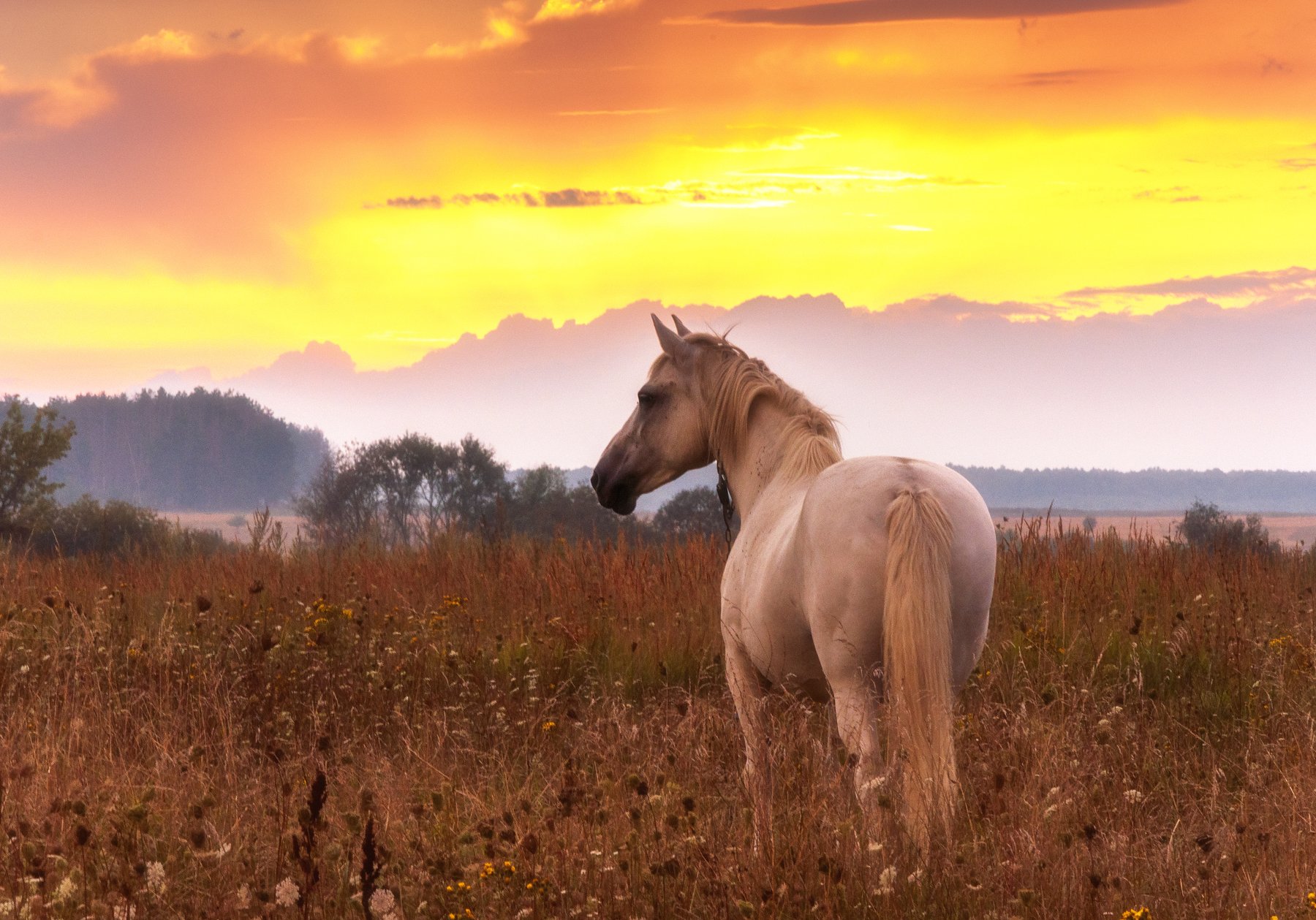 лошадь,поле,закат,природа,пейзаж,россия, Павел Ныриков